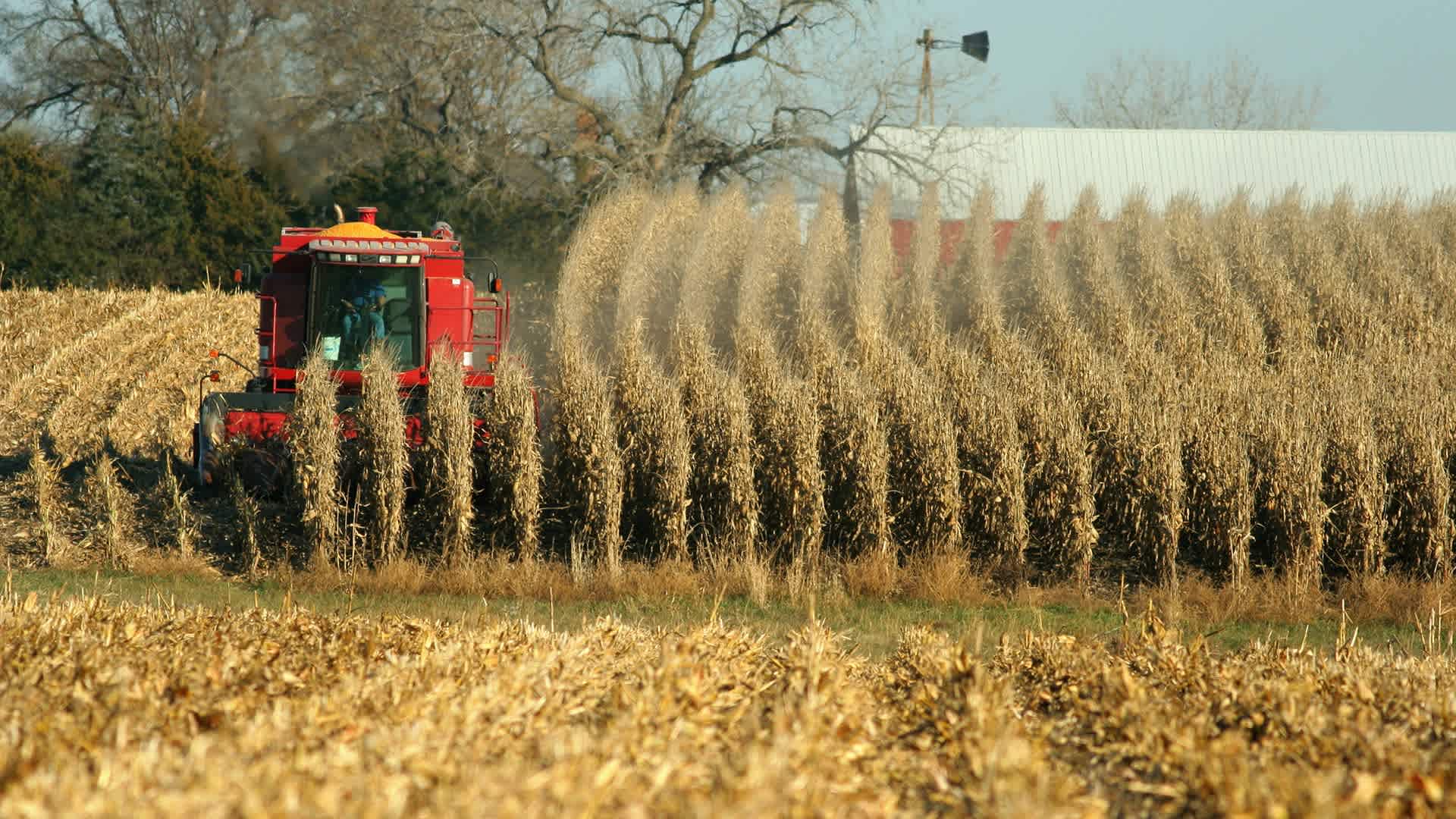 A combine harvesting corn, autumn in rural Nebraska.