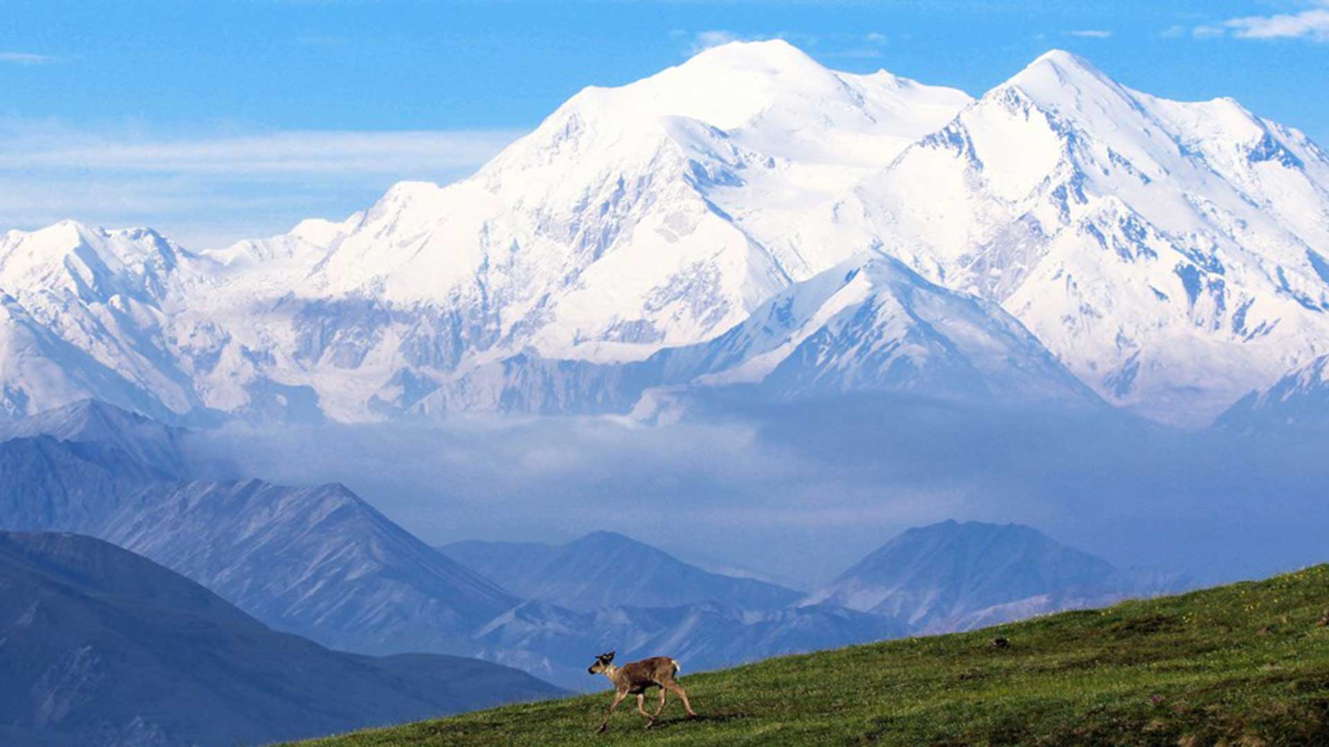 Alaska's Denali towers above the landscape at 20,310’ tall.