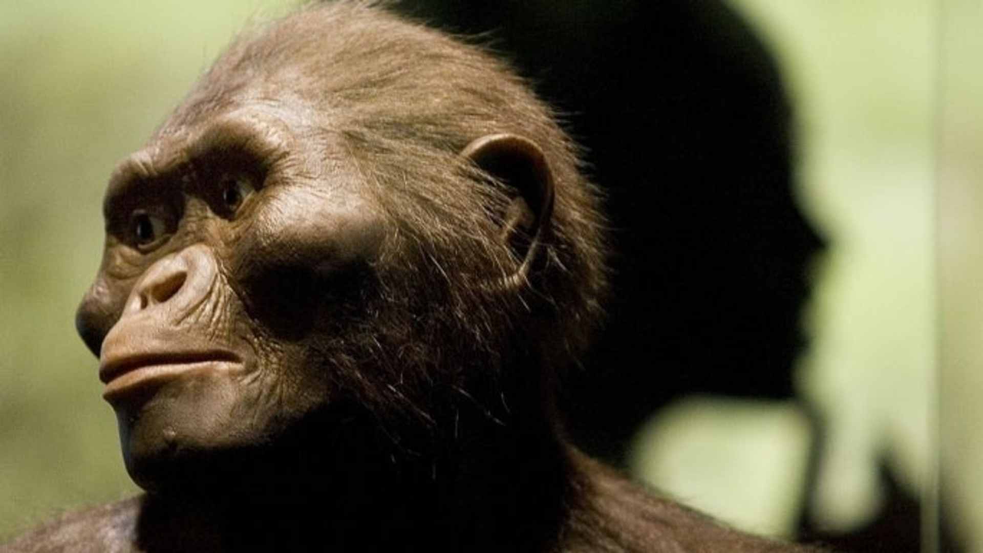 A sculptor's rendering of the hominid Australopithecus afarensis is displayed as part of an exhibition that includes the 3.2 million year old fossilized remains of "Lucy." (Credit: Dave Einsel / Getty Images)