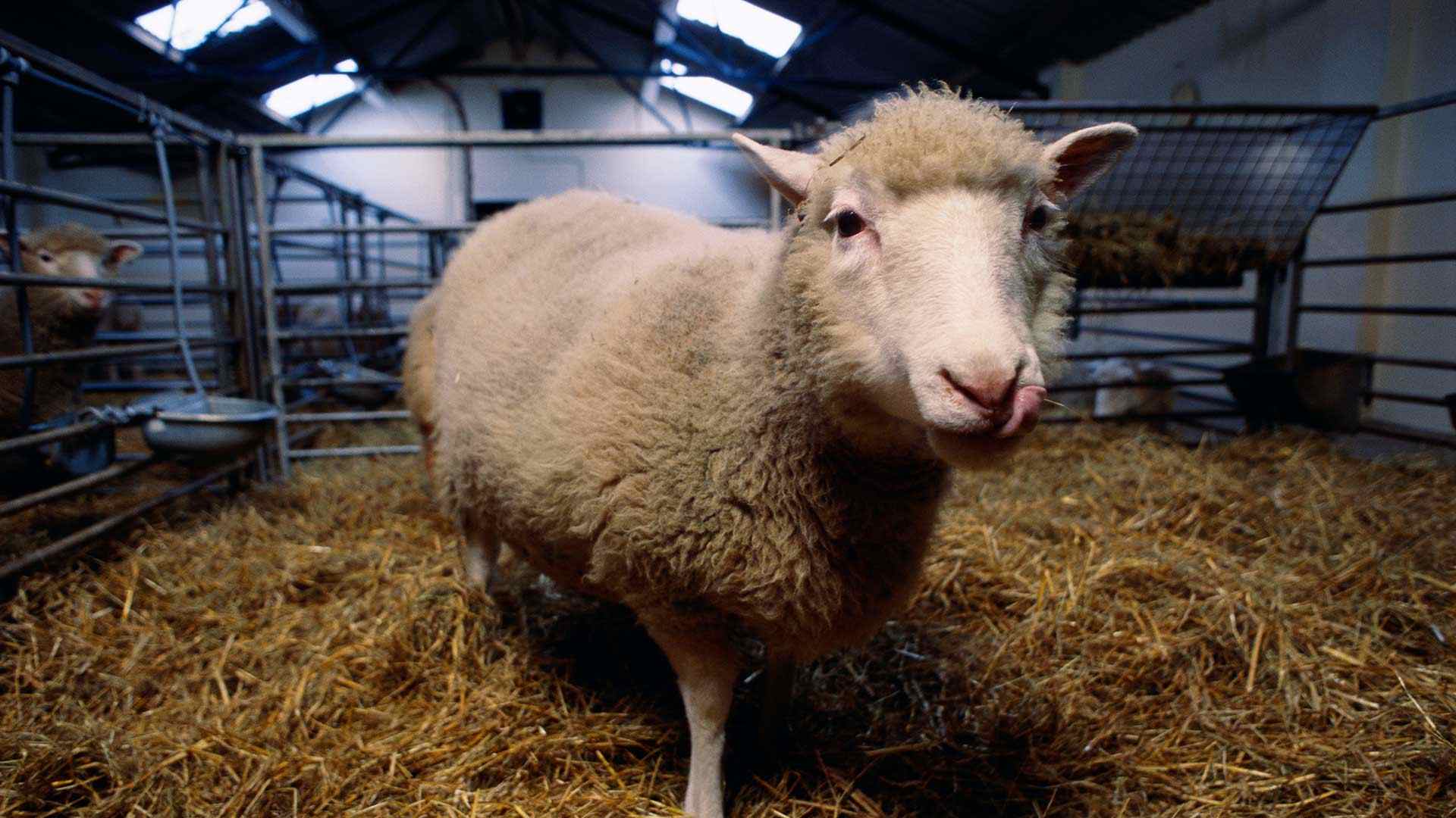 Dolly the cloned sheep.