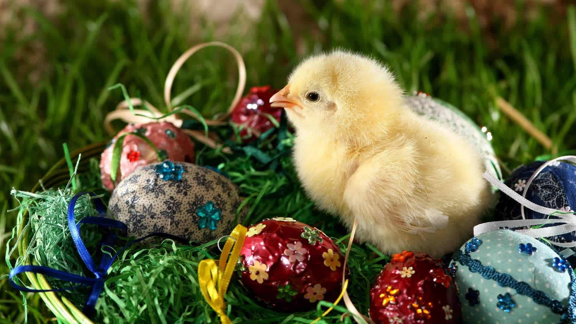 Exhibition in Petersberg: Easter decoration with Easter eggs and Easter chicken. 2008 (GERMANY OUT) Exhibition in Petersberg: Easter decoration with Easter eggs and Easter chicken. 2008 (Photo by Schellhorn/ullstein bild via Getty Images)