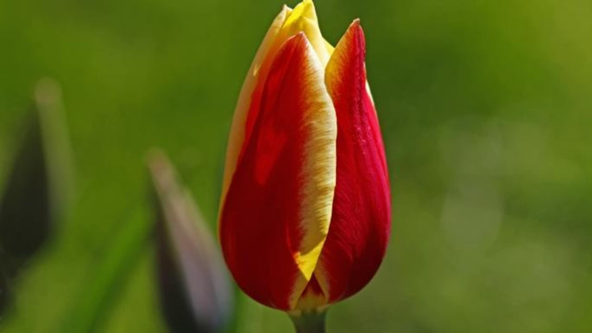 economy, netherlands, tulip