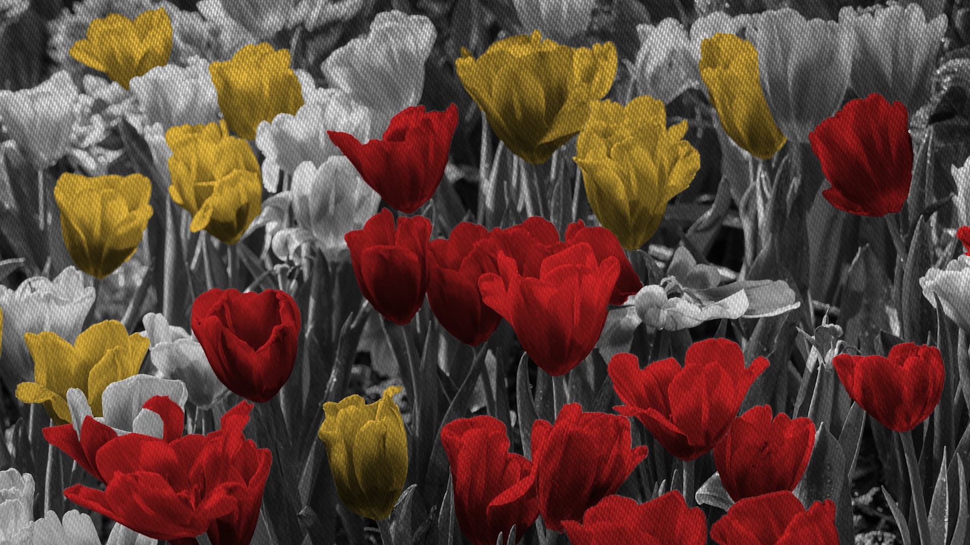 A field of flowers of red, yellow and white.