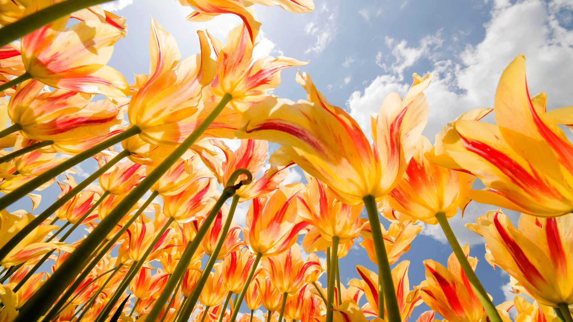 Tulips seen from below during Spring.