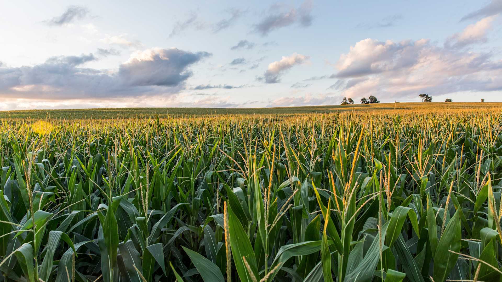 Sunset over the cornfields of Iowa.