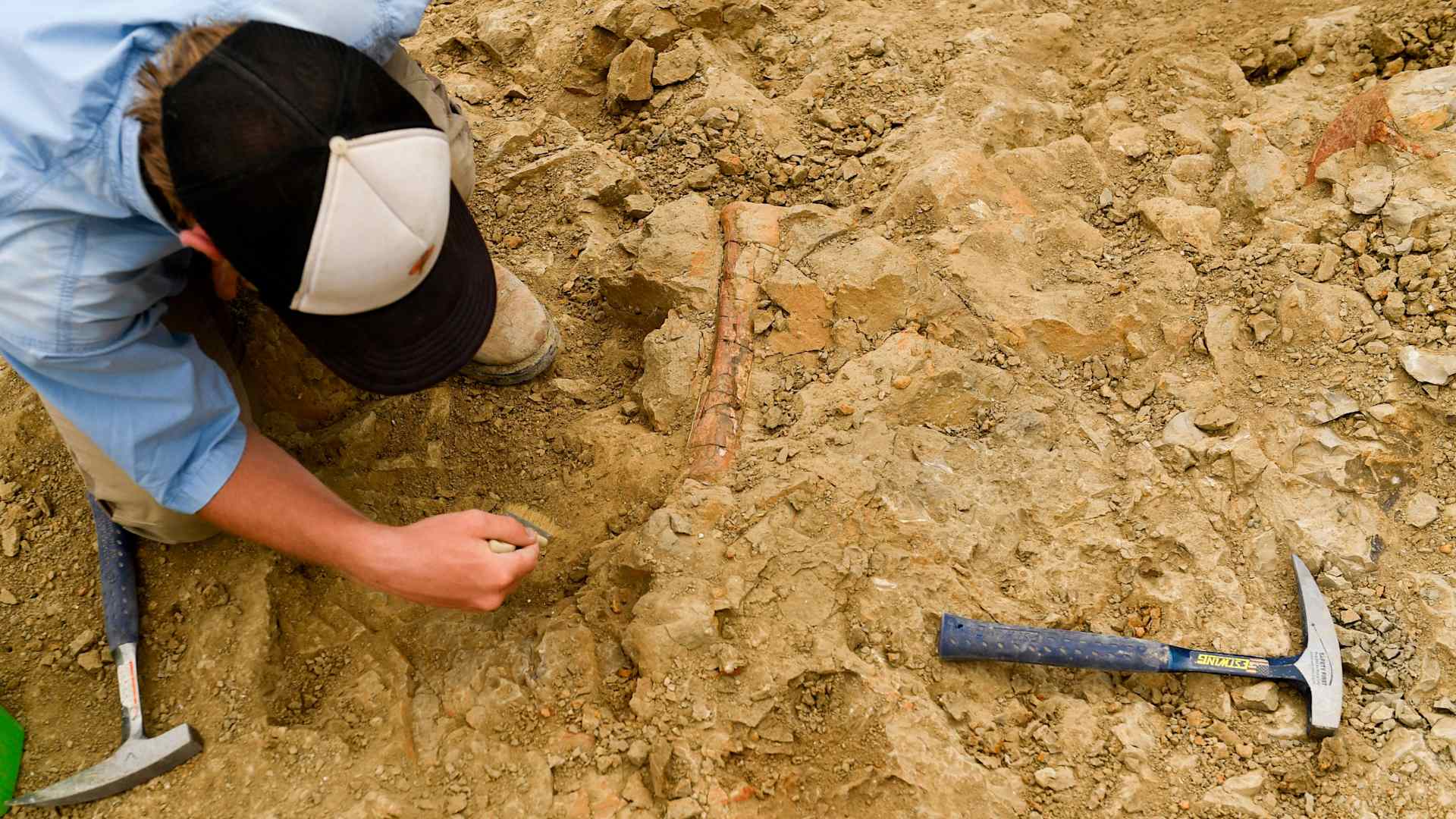 J. Colter Johnson uses a brush to excavate a dinosaur bone believed to be a radius as volunteers and researchers with the Denver Museum of Nature and Science excavate dinosaur bones and fossils from The Blues during an expedition at the Grand Staircase-Escalante National Monument in Utah on July 21, 2021. (Photo by Patrick T. FALLON / AFP) (Photo by PATRICK T. FALLON/AFP via Getty Images)