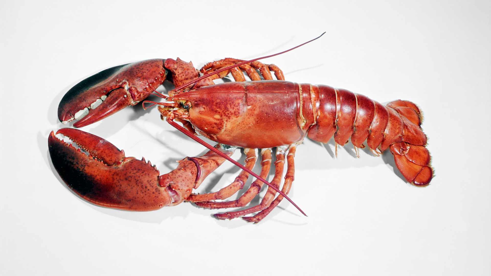 Lobster history, National Lobster Day