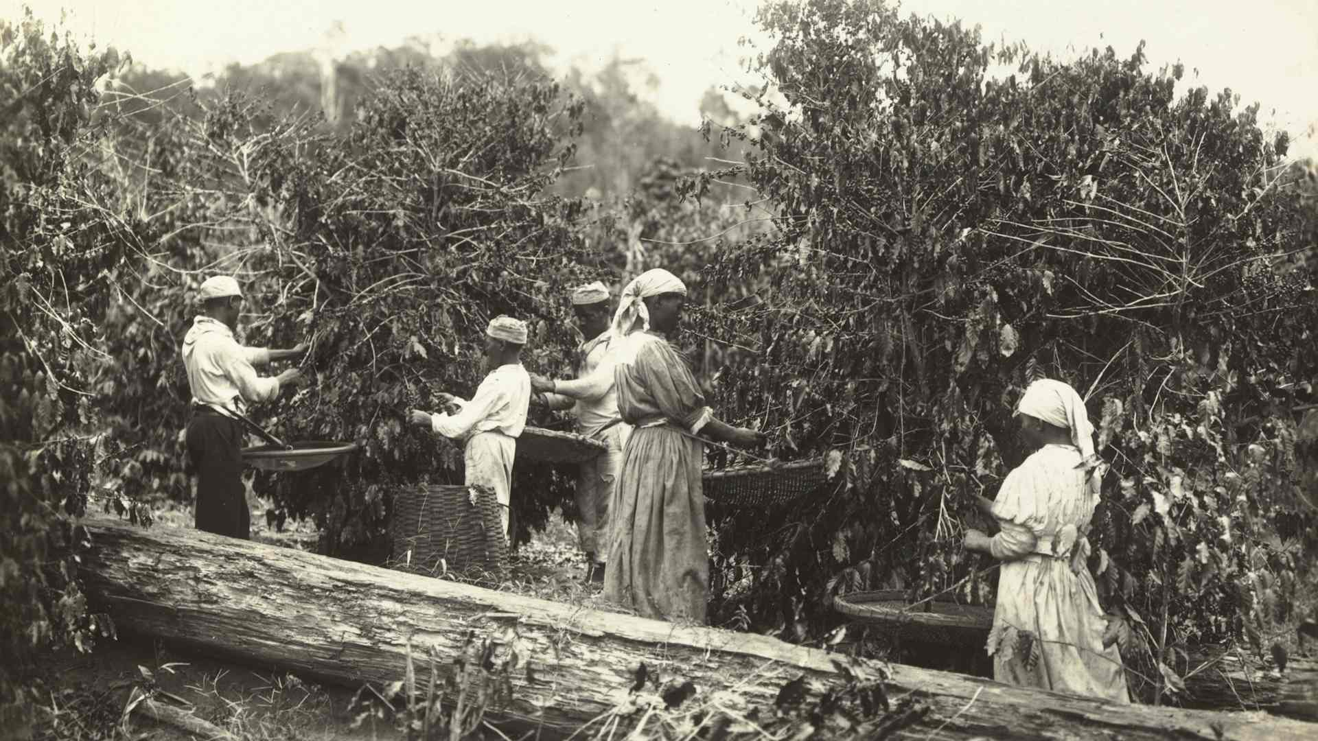 Enslaved workers in Brazil picking coffee beans, c. 1885, by 19th-century Brazilian photographer Marc Ferrez