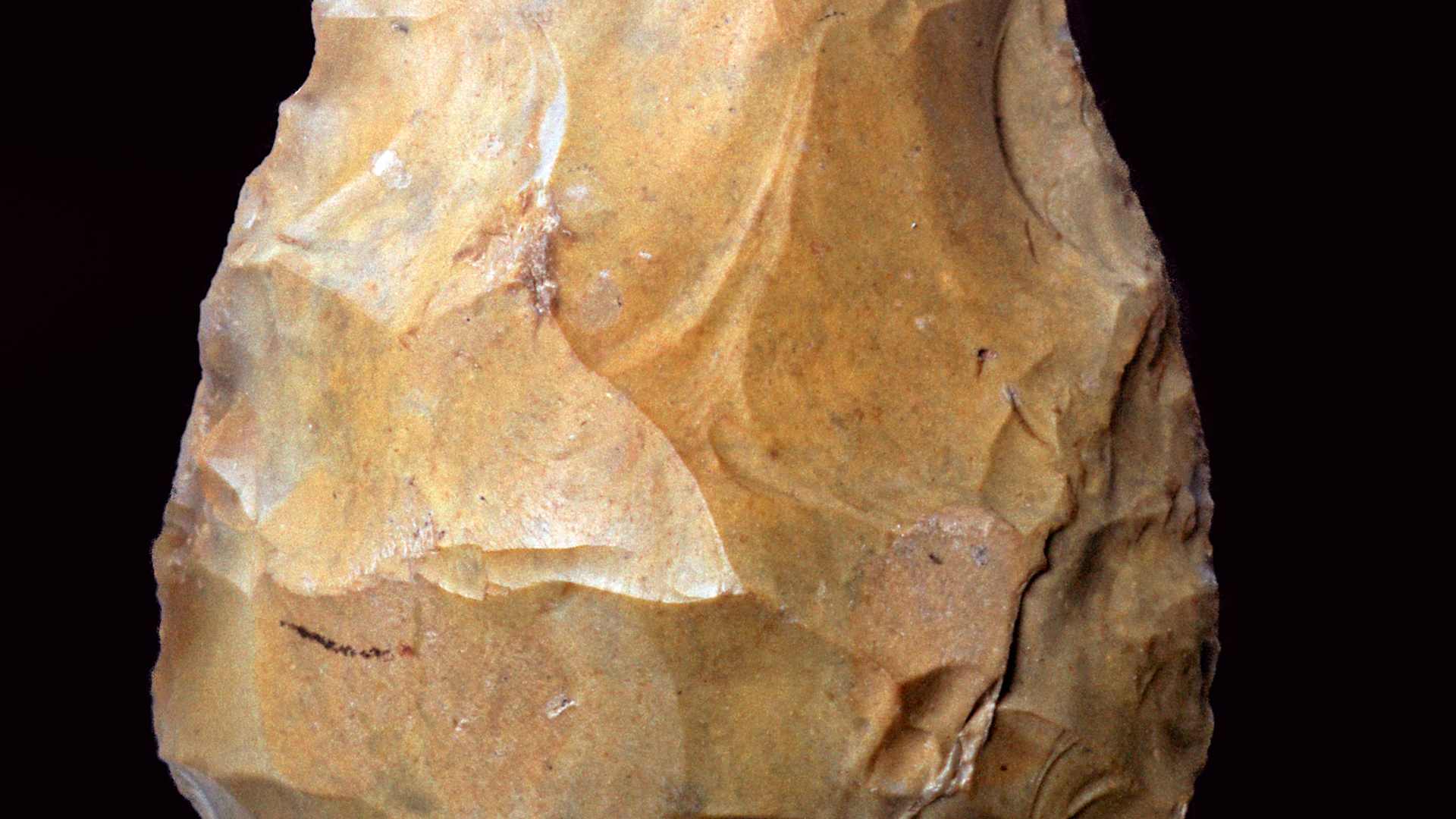 Paleolithic hand-axe of the Acheulian type, from Swakscombe, Kent. From the British Museum's collection. (Photo by CM Dixon/Print Collector/Getty Images)