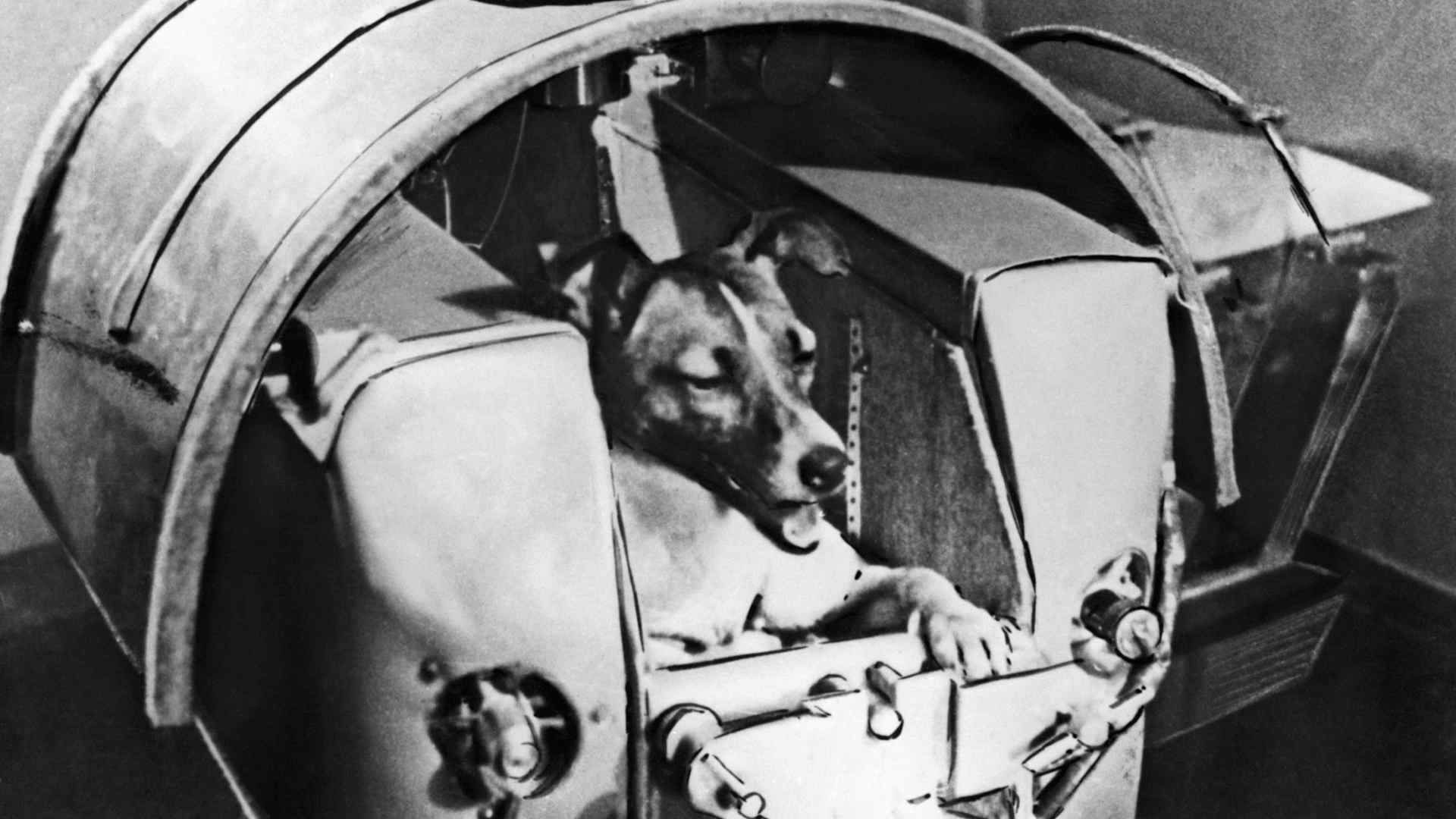 Laika, the Russian space dog, rests inside the Soviet satellite Sputnik II in preparation of becoming the first living creature to orbit the earth.