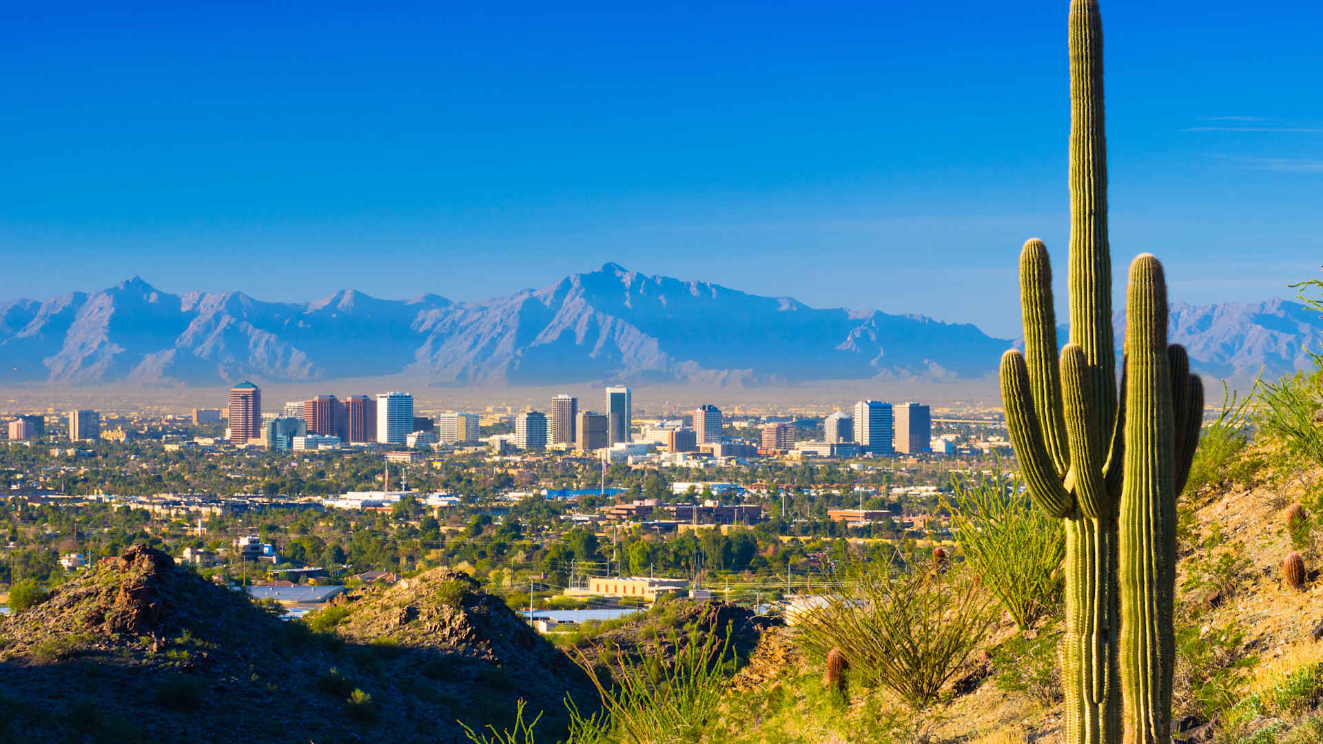 Phoenix midtown skyline with a Saguaro Cactus and other desert scenery in the foreground.