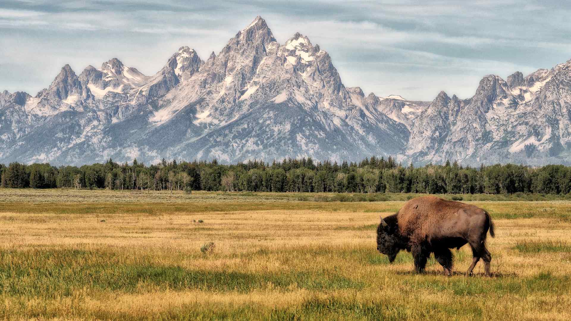 A solitary wild bison walks in front of the Teton mountain range in Jackson Hole, Wyoming.