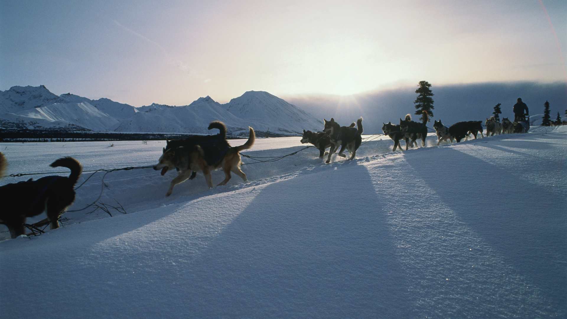 Competitors in the Annual Iditarod Trail Sled Dog Race, based on the route taken in 1925 when serum was distributed during an outbreak of diptheria. The race lasts for over one week, and is fraught with hazards.