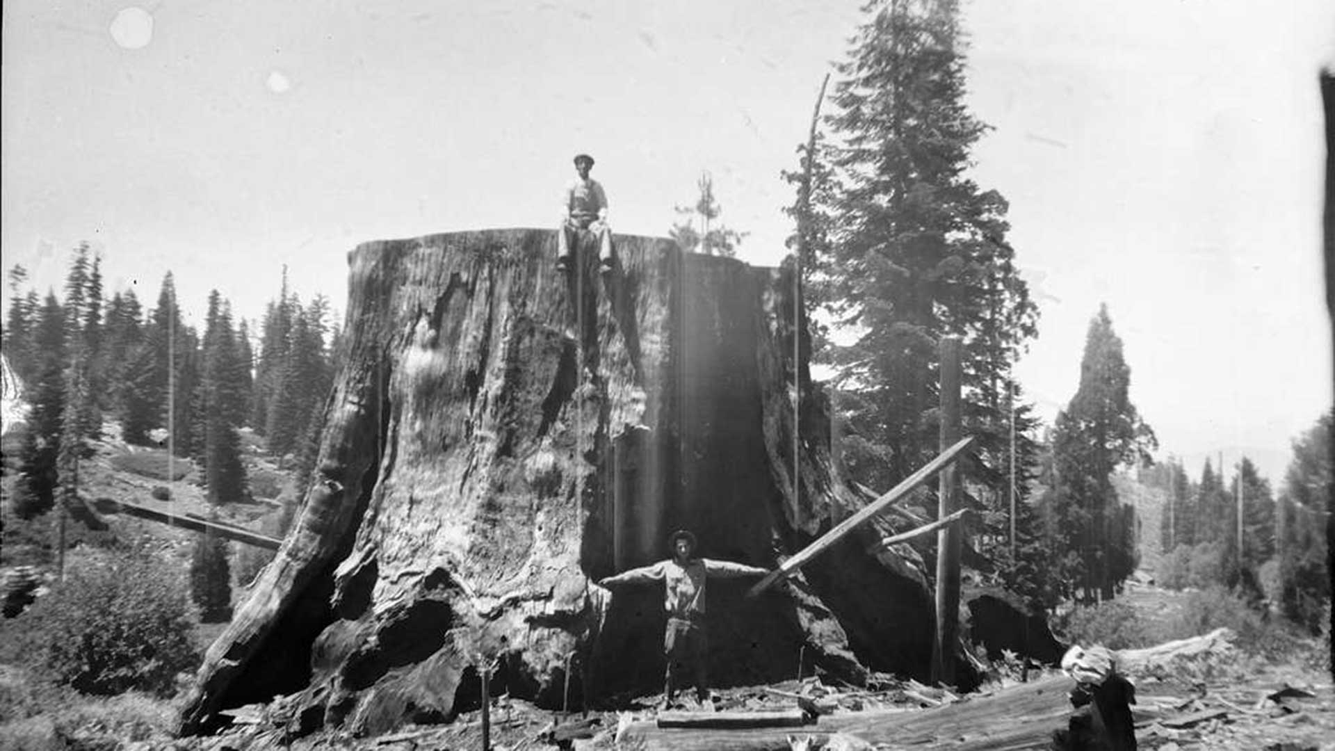 The stump of a Giant Sequoia at Converse Grove in California.
