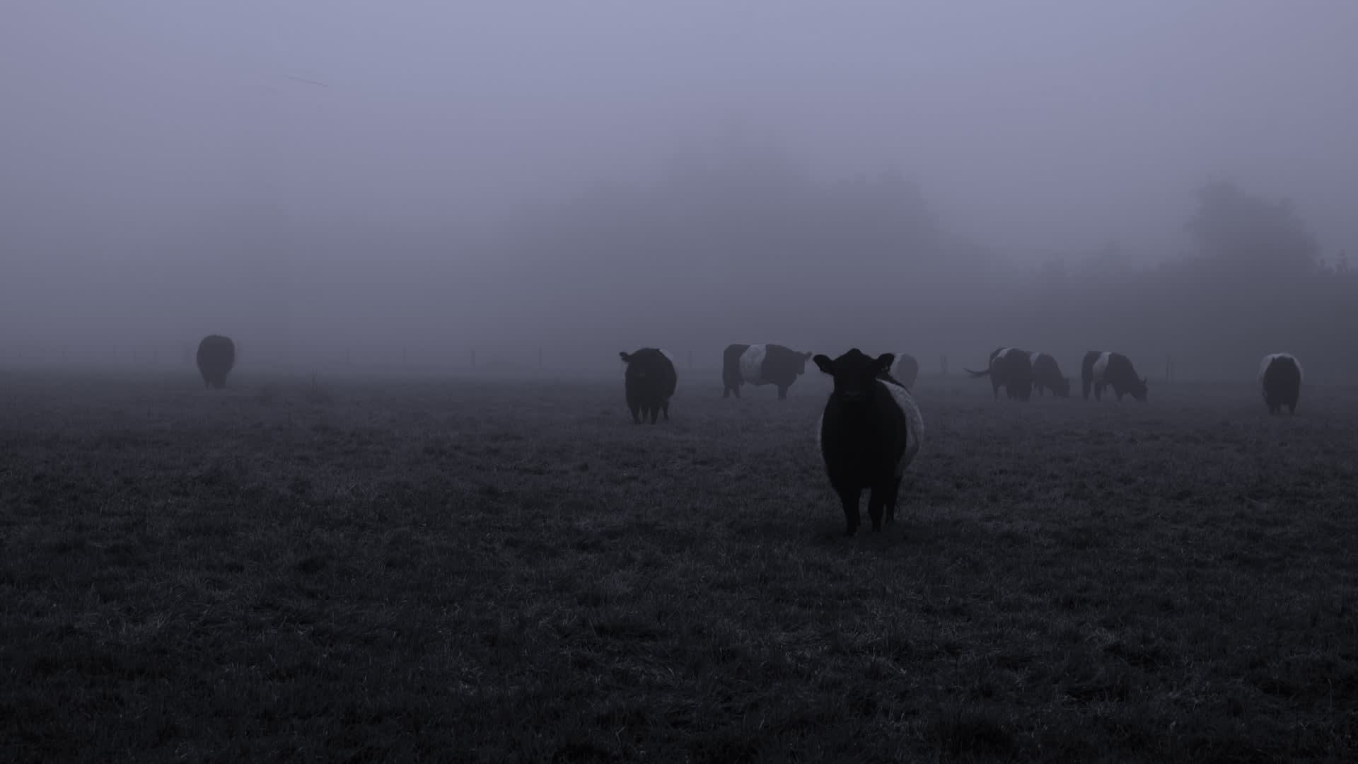 The Mysterious History of Cattle Mutilation