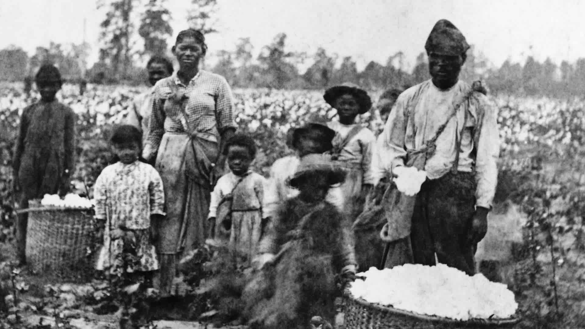 Slave family picking cotton in the fields near Savannah, circa 1860s. (Credit: Bettmann Archives/Getty Images)