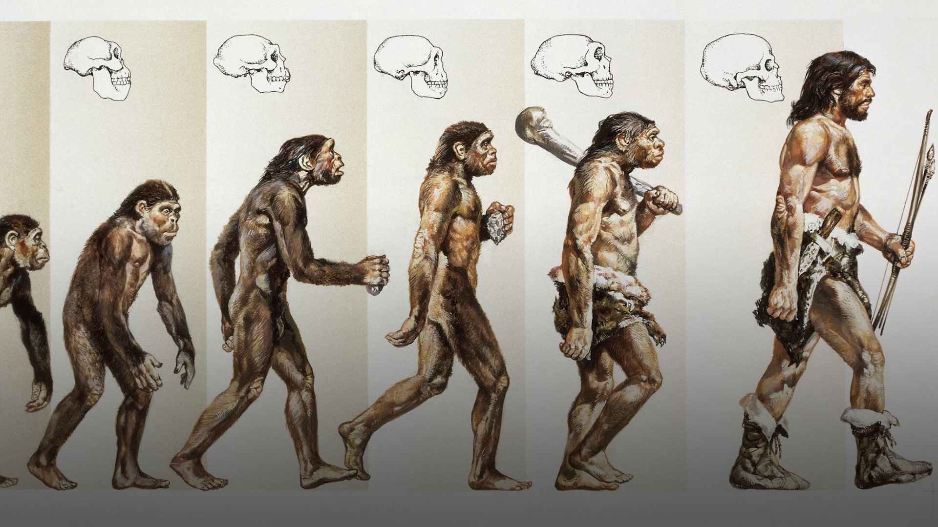 How Did Humans Evolve?