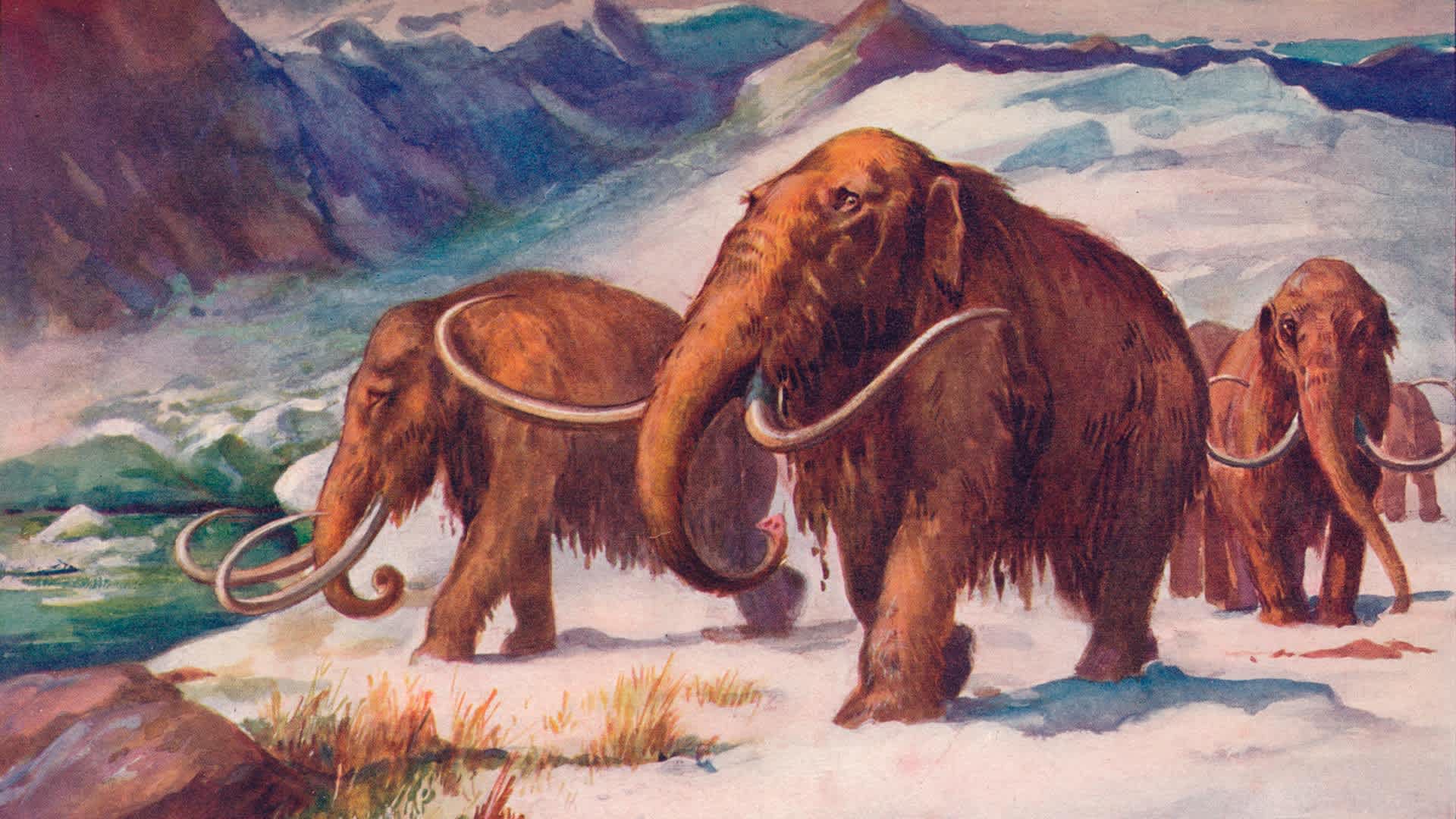 The early Ice Age, when mammoths roamed the Earth and Man was arising, 1907. From Harmsworth History of the World, Volume 1, by Arthur Mee, J.A. Hammerton, & A.D. Innes, M.A.