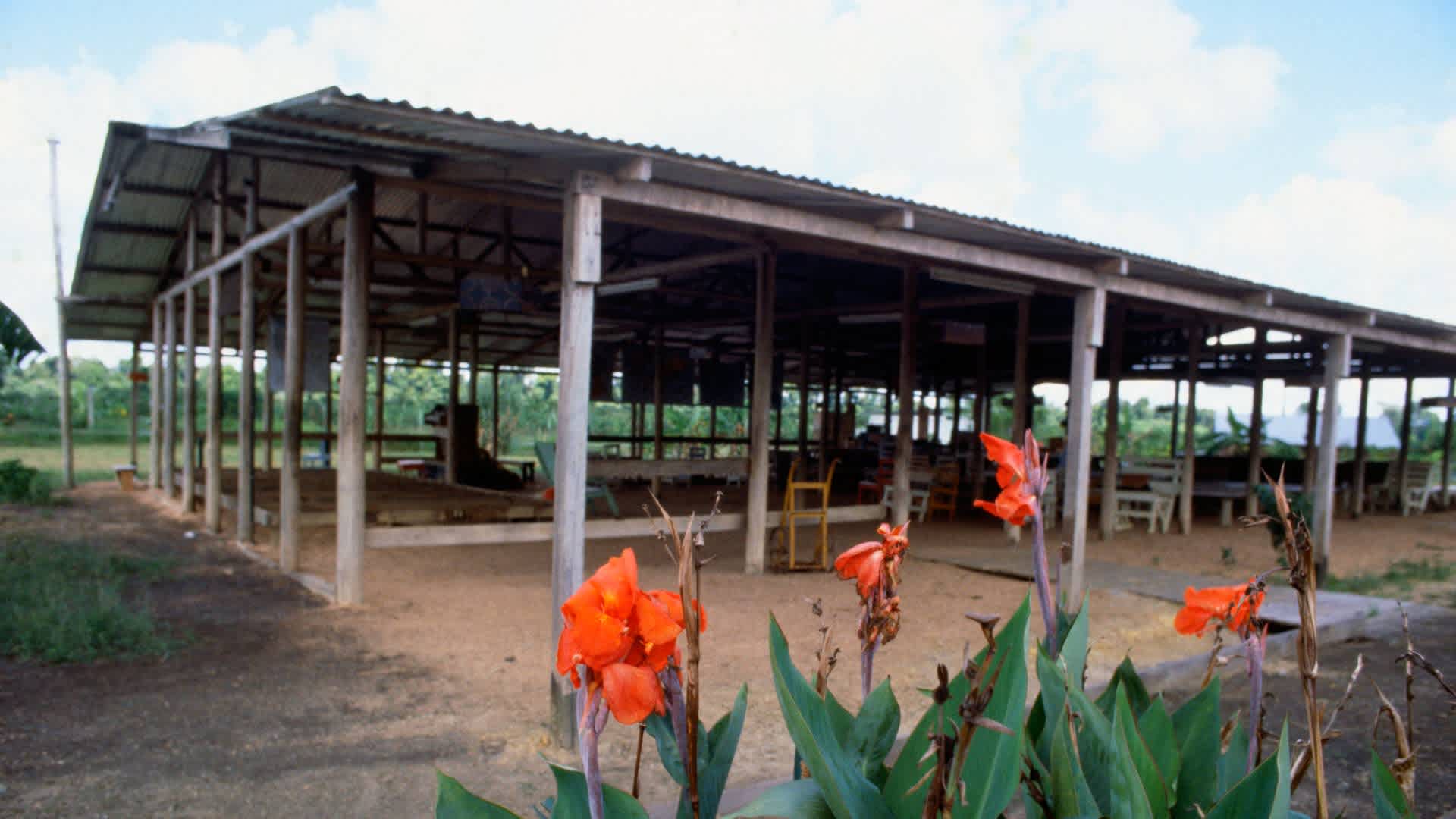Flowers Growing by Jonestown Pavilion (Original Caption) Jonestown, Guyana: A 25-man work crew of the Guyanese government is making a half-hearted attempt to keep the jungle from reclaiming Jonestown. Flowers continue to grow outside the main assembly pavilion at Rev. Jim Jones' promised Marxist "heaven on earth," where a year ago 913 Peoples Temple cultists perished in mass murder-suicides. The only survivors from Jonestown still around the scene of the tragedy are the goats on a livestock farm a mile and a half from the main compound, plus two cats and a dog named "Fluffy."