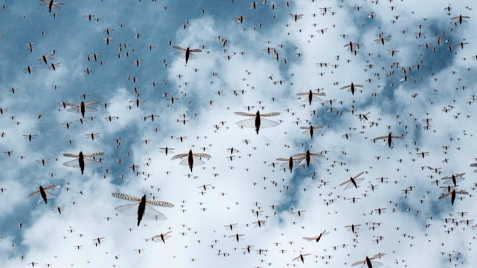 A locust swarm.