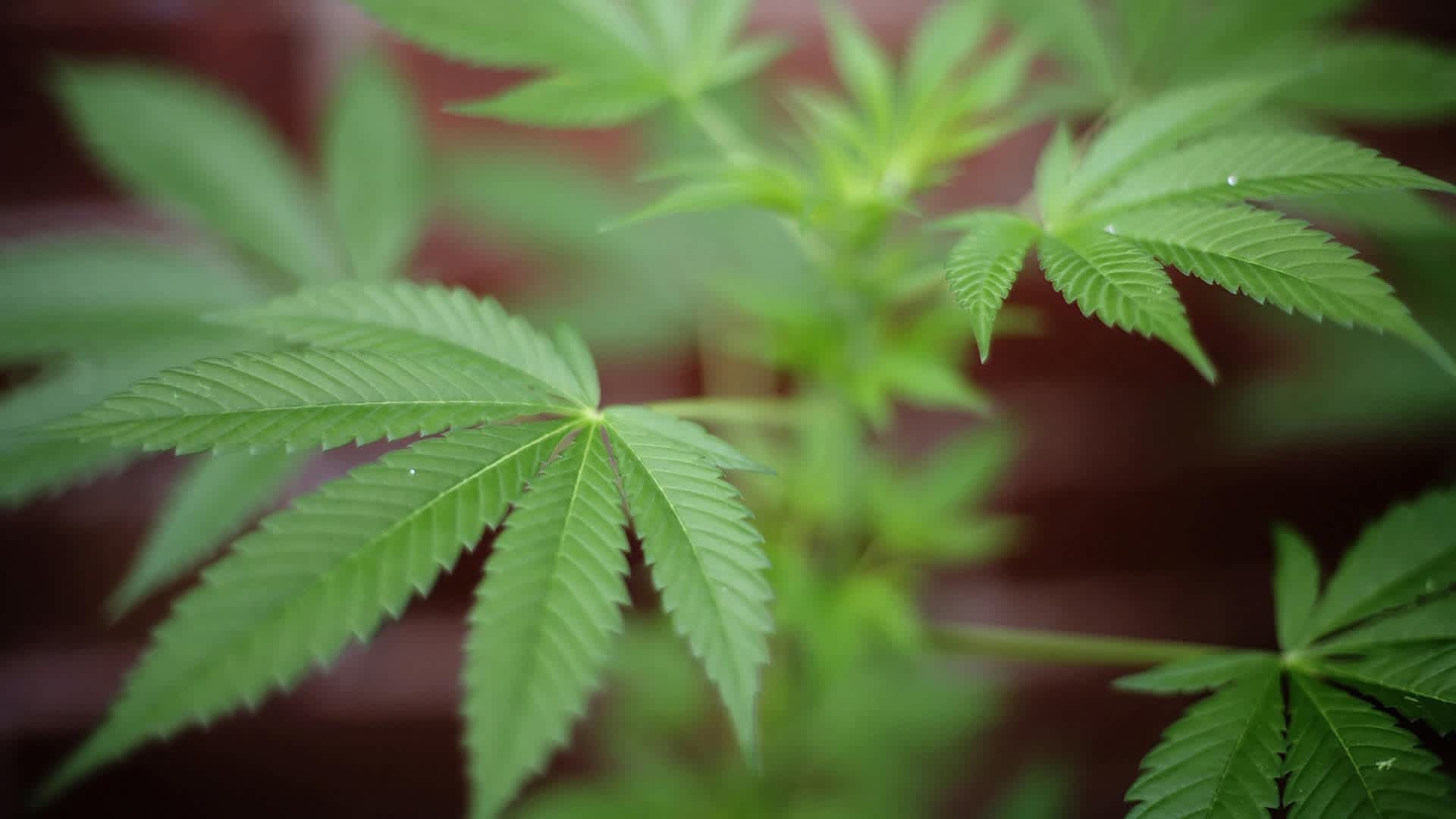 (FILES) This file picture taken on Octob(FILES) This file picture taken on October 8, 2007 in London shows a cannabis plant. Britain is to raise the legal classification of cannabis due to the growing prevalence of the potent skunk form of the drug, despite expert advice against doing so, the interior minister said Wednesday May 7, 2008. Home Secretary Jacqui Smith told parliament she would press for cannabis to be re-classified in law as a Class B drug compared with its current, less serious Class C classification. AFP PHOTO/Leon Neal/FILES (Photo credit should read Leon Neal/AFP via Getty Images)