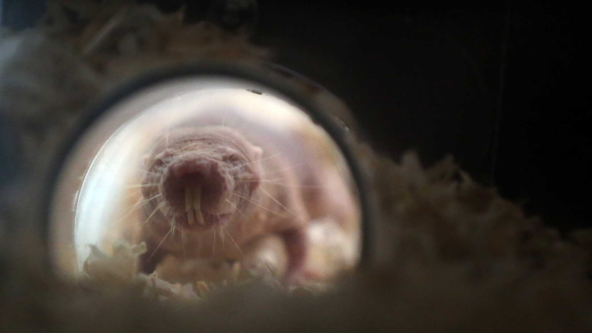 A naked mole rat walks through a tunnel.