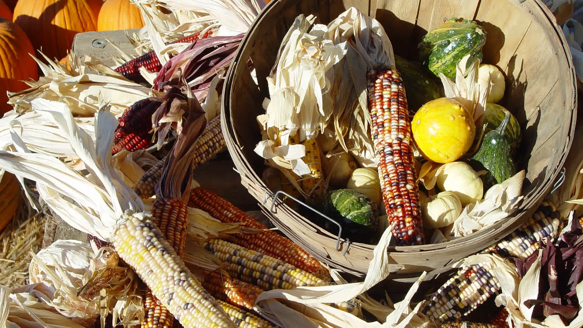 A fall harvest of corn, pumpkins and squash.