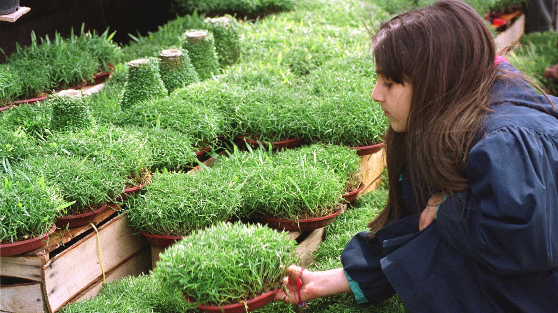 An Iranian girl buys bean sprouts on the occasion of Norooz, the Iranian new year, in Tehran, March 2000.