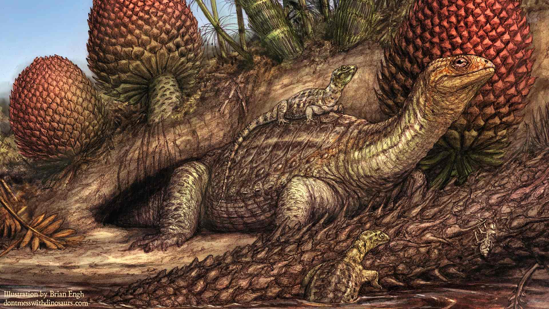 Pappochelys rosinae illustration