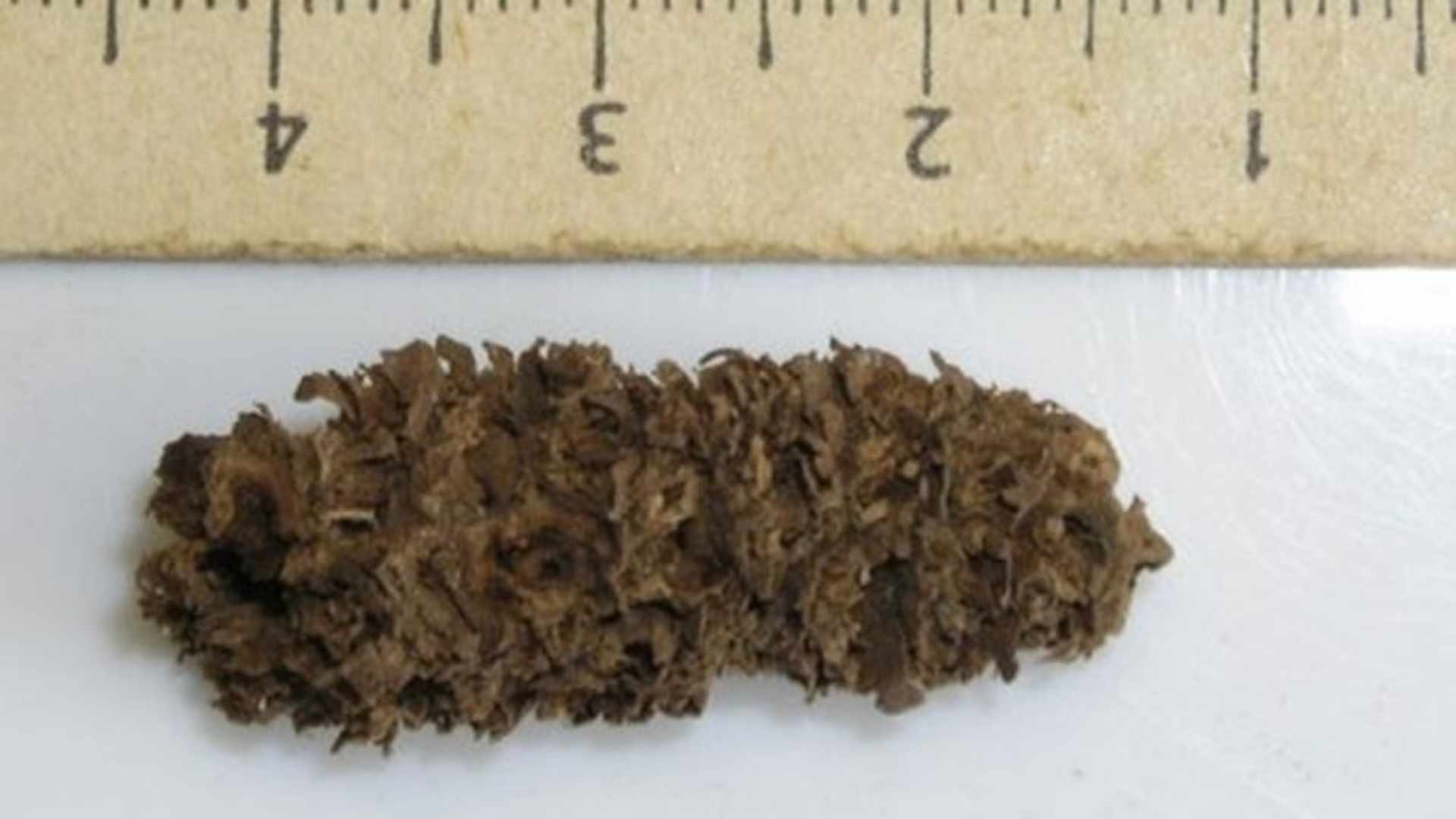 An ancient corncob recently discovered in Peru. 