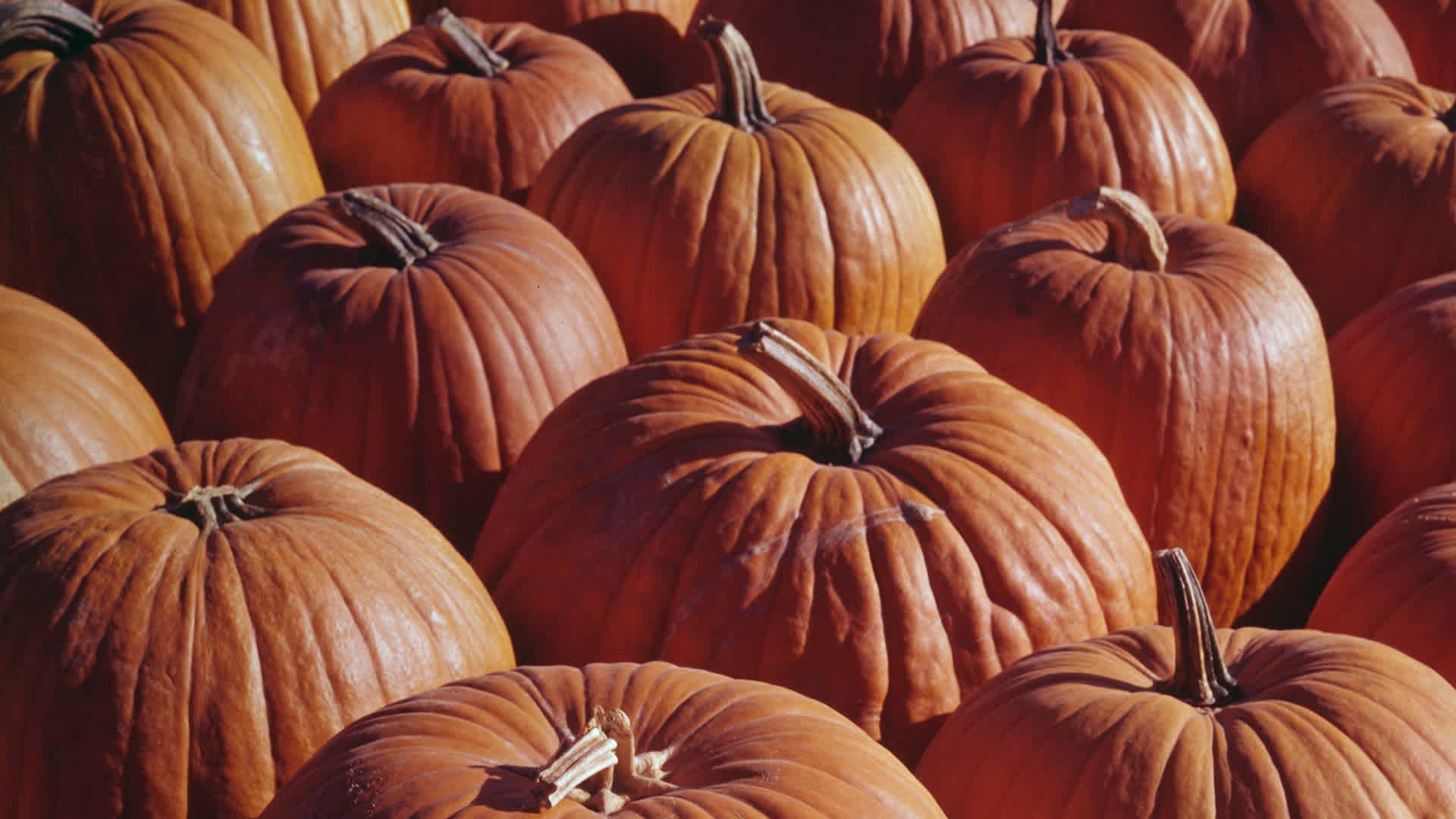 6 Things You May Not Know About Pumpkins
