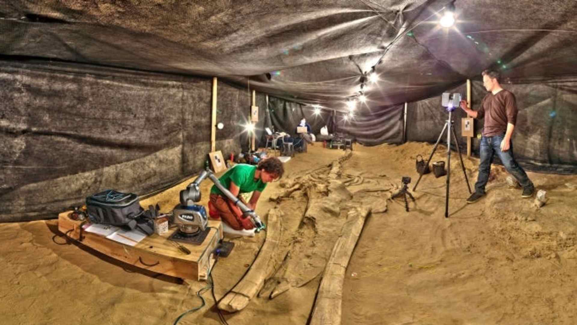 Smithsonian researchers document one of the fossil whales from the Cerro Ballena site.