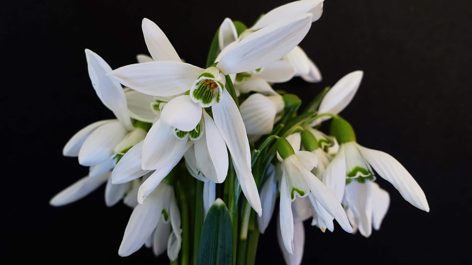 A bouquet of snowdrops.