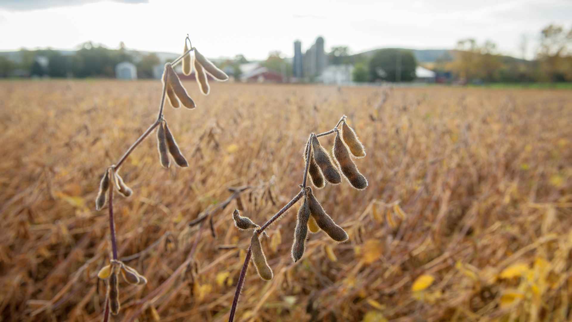 Soybeans