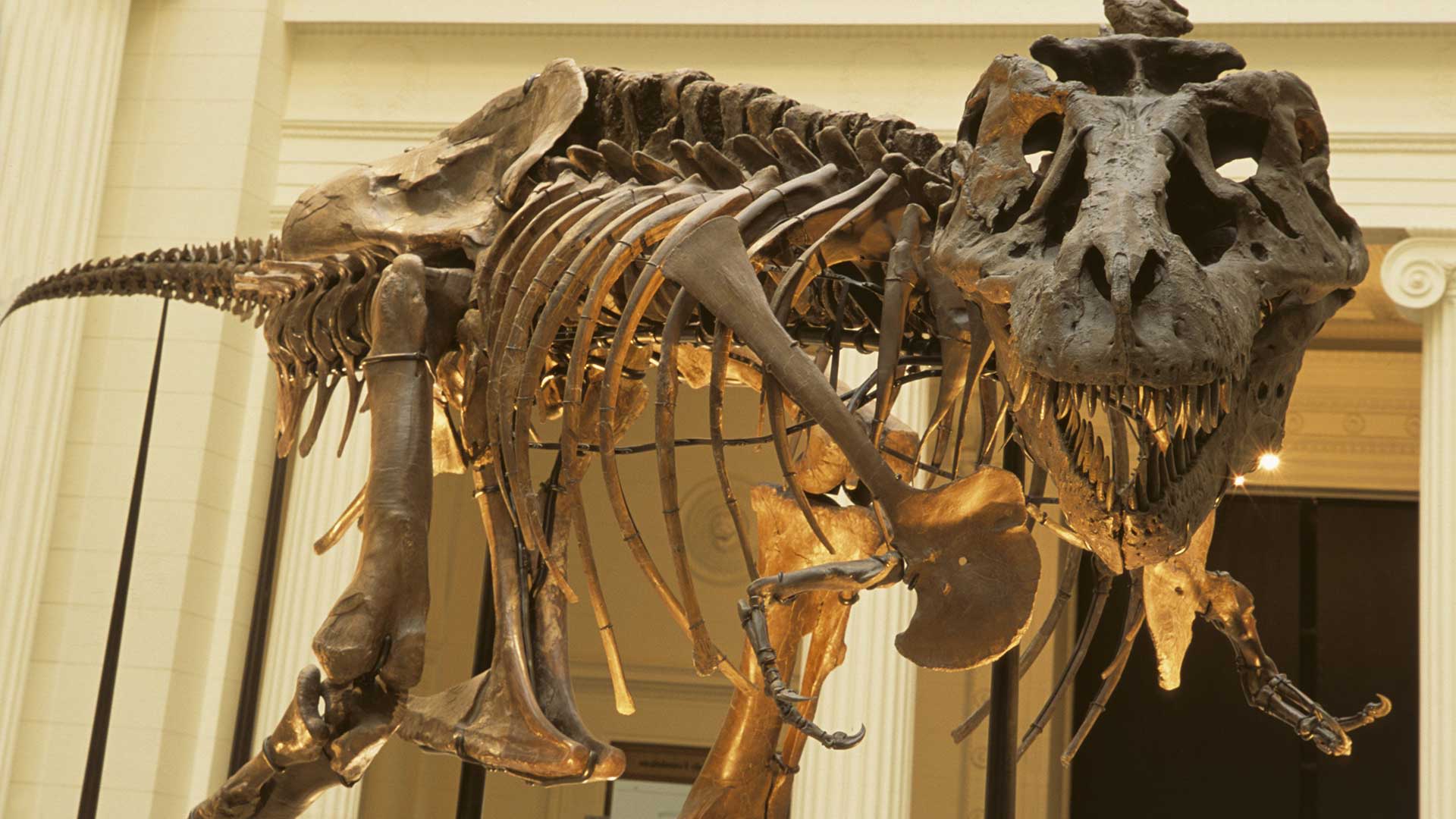 Sue, the Tyrannosaurus rex.