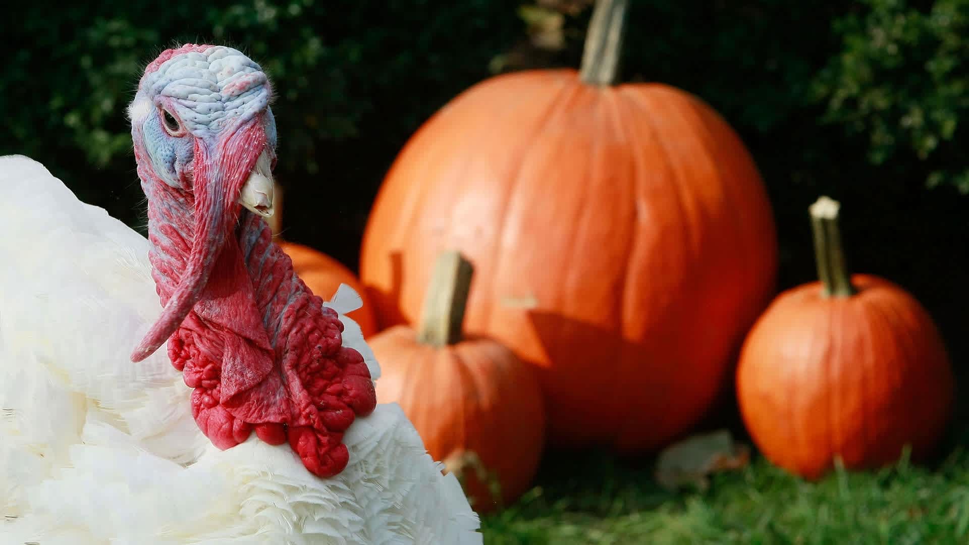 HISTORY: Thanksgiving Fact or Fiction