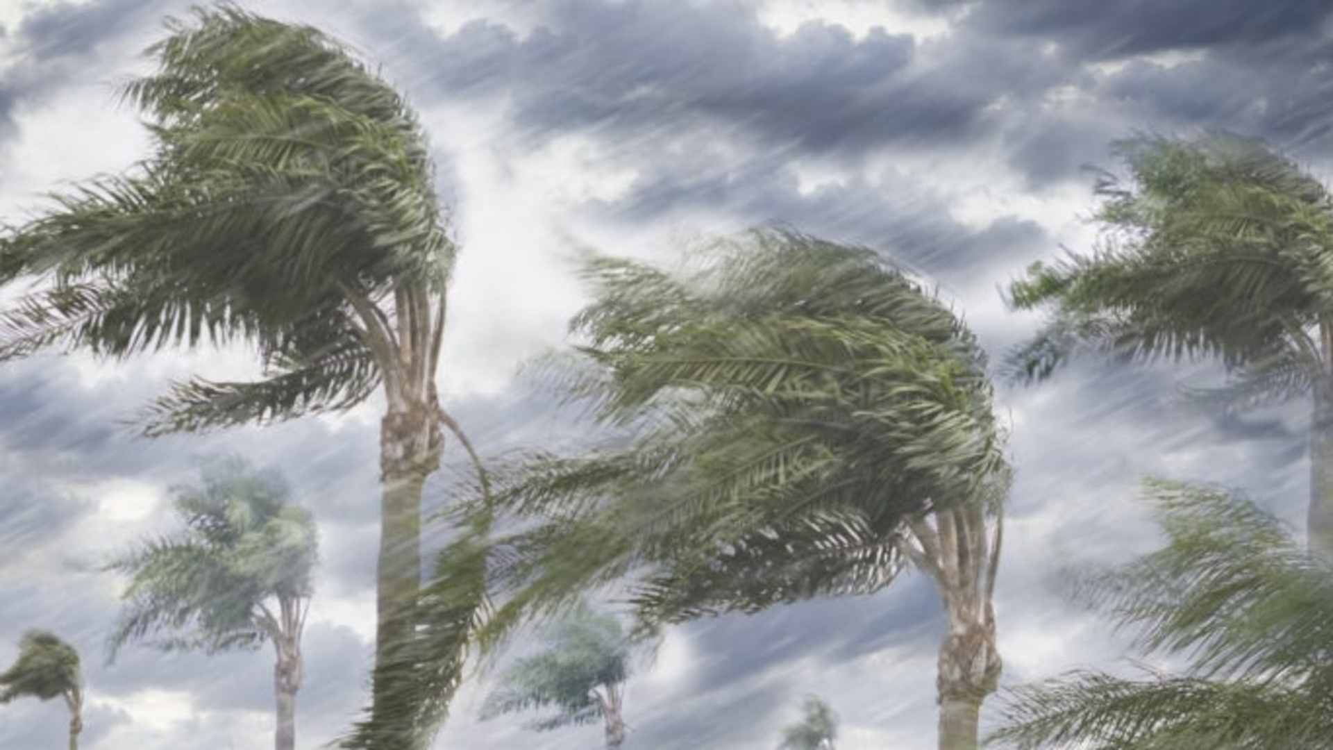 Rain and storm winds blowing trees. (Credit: Blend Images/Getty Images)