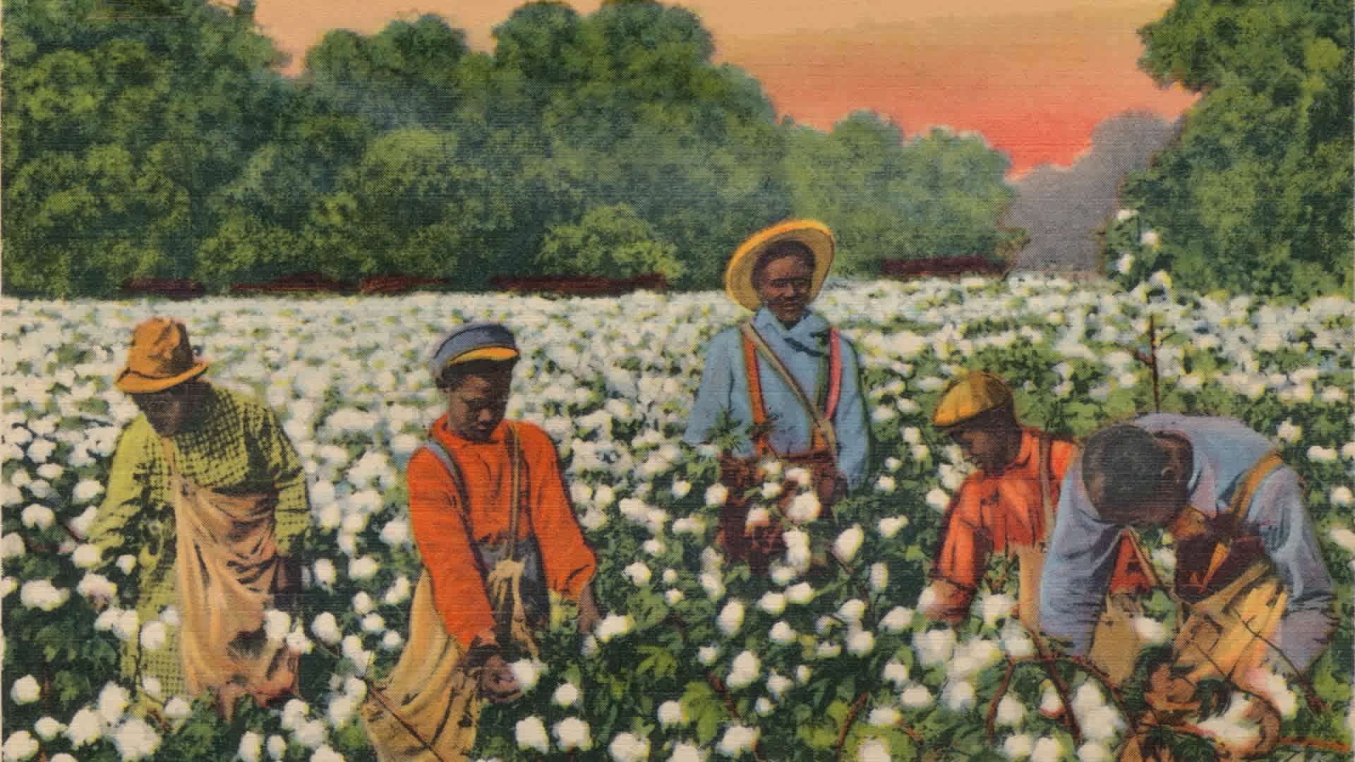 Early 1900s postcard featuring slaves picking cotton. Bucolic images of slave life perpetuated the myth that blacks were better off under white people's oversight. (Credit: The Print Collector/Print Collector/Getty Images)