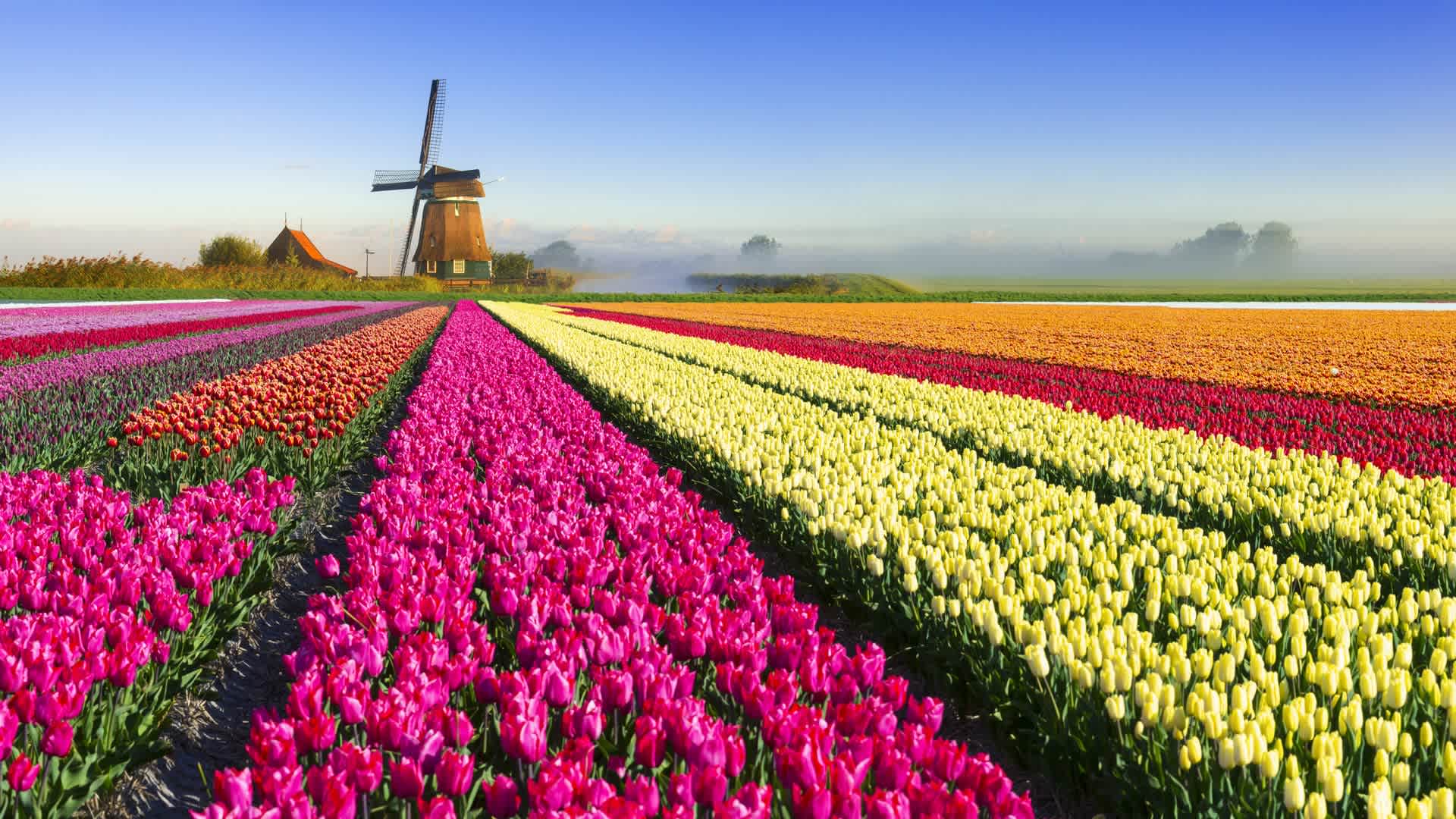 Tulip Mania