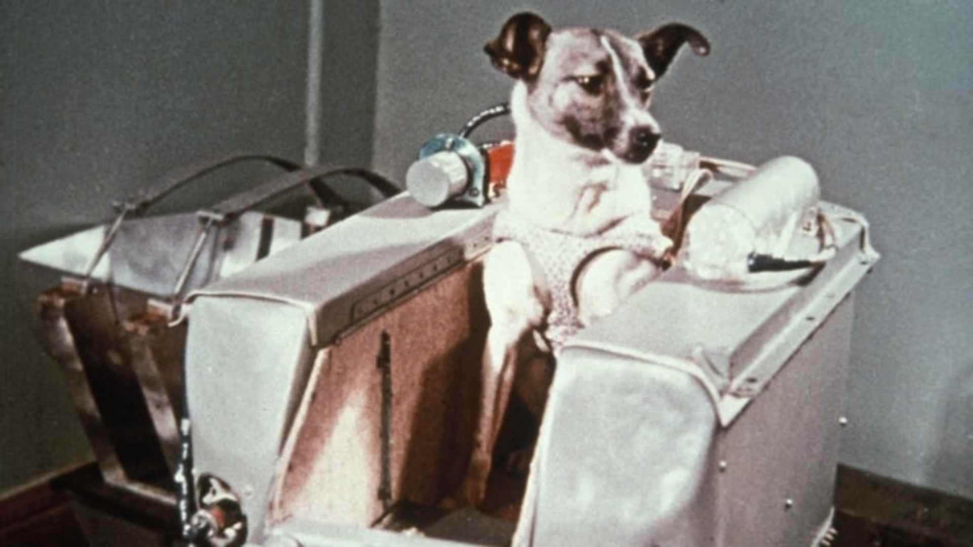 Laika, the first dog in space, in the sputnik 2 capsule. (Photo by: Sovfoto/Universal Images Group via Getty Images)