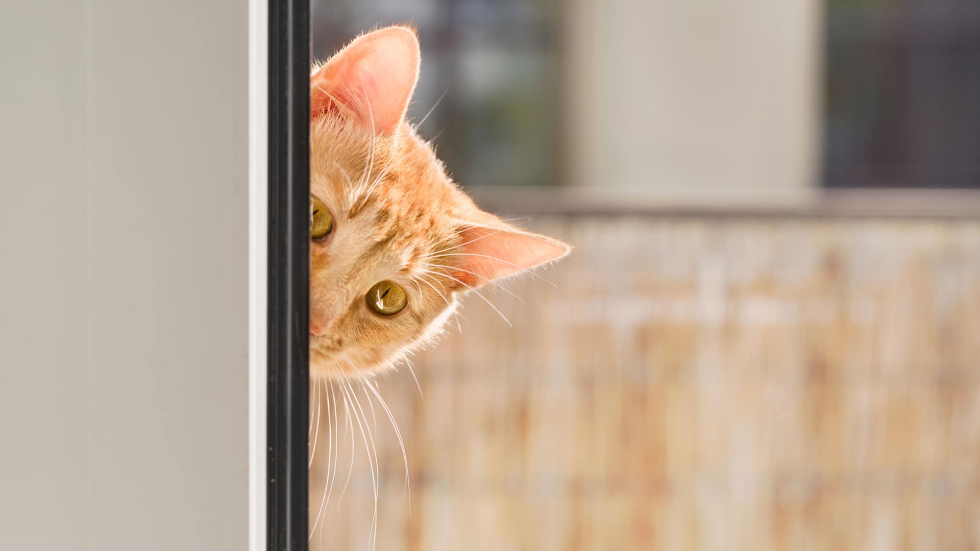 Operation Acoustic Kitty