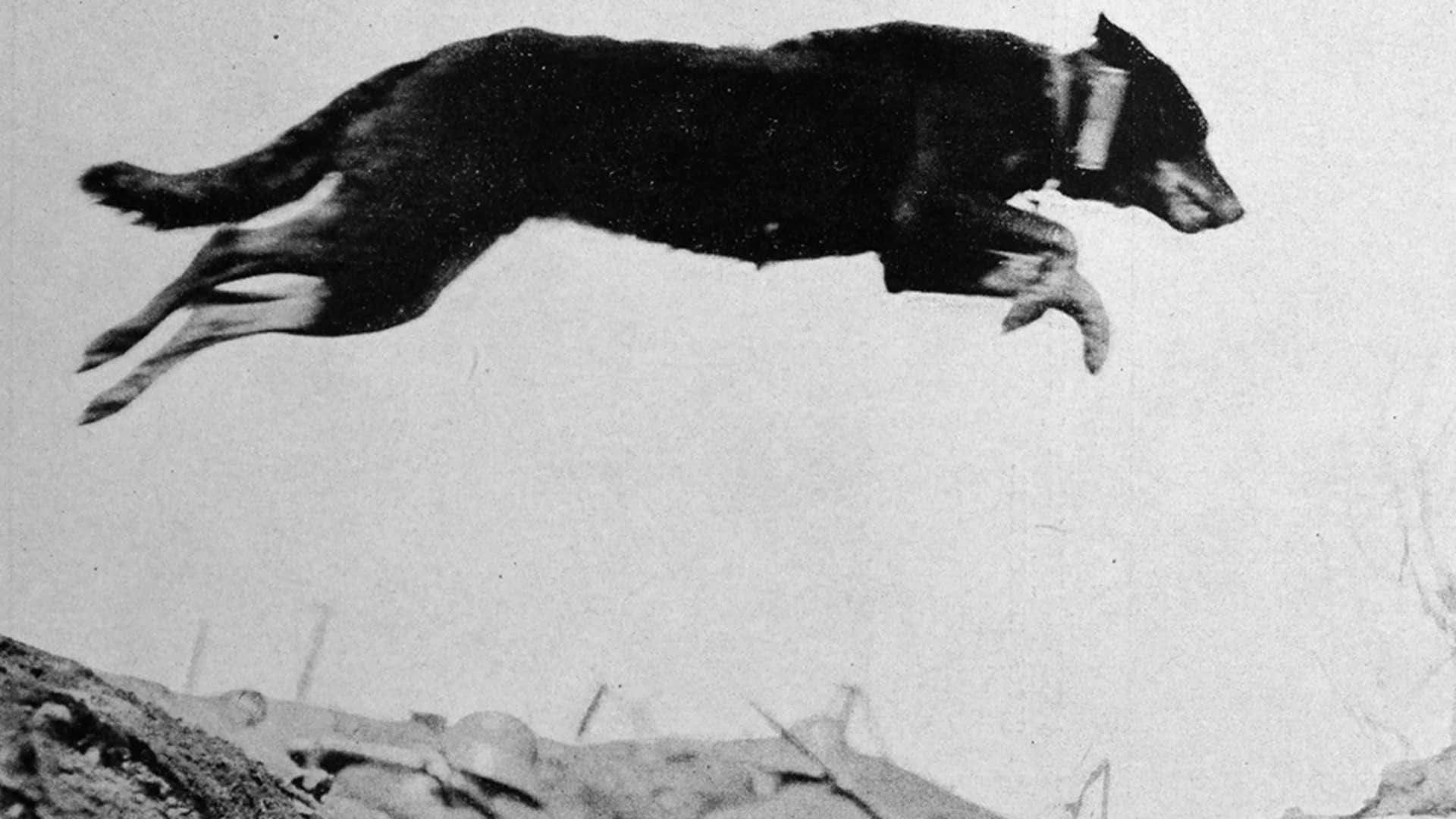 WWI Dogs