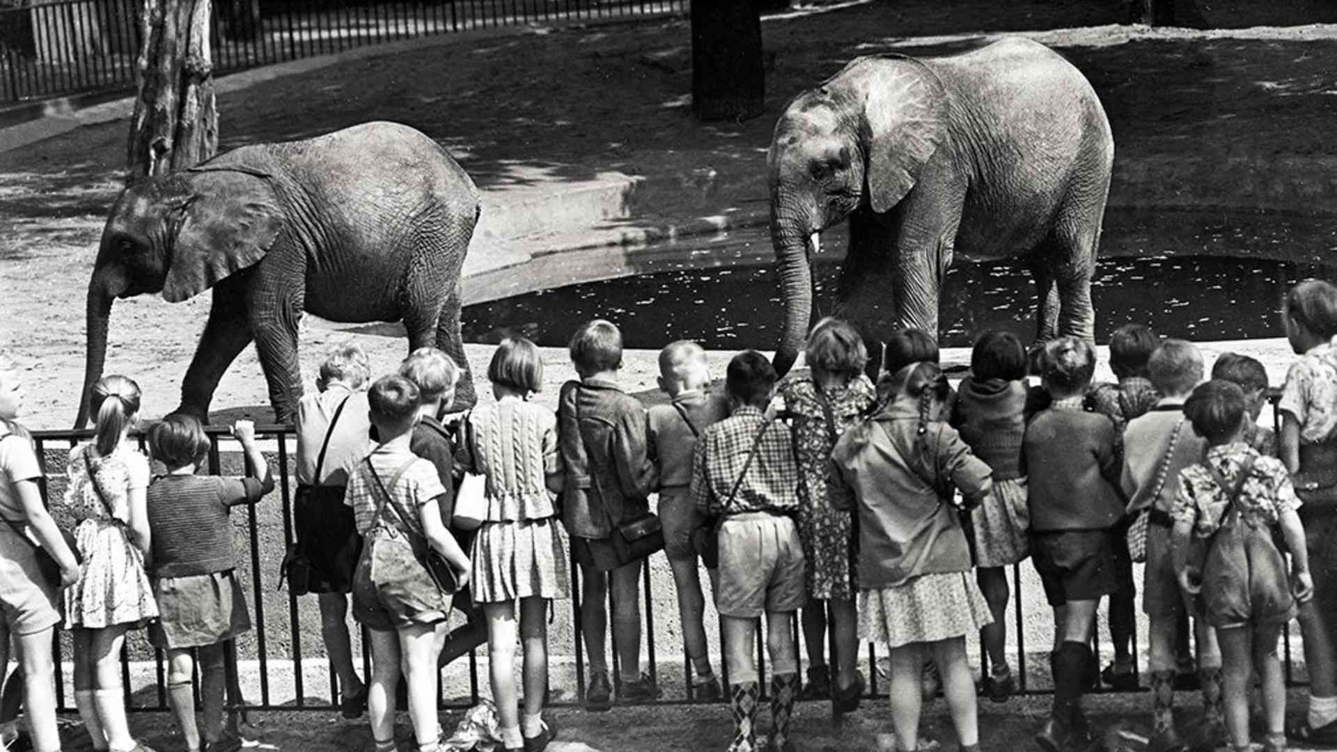 Berlin Zoo, June 1955.