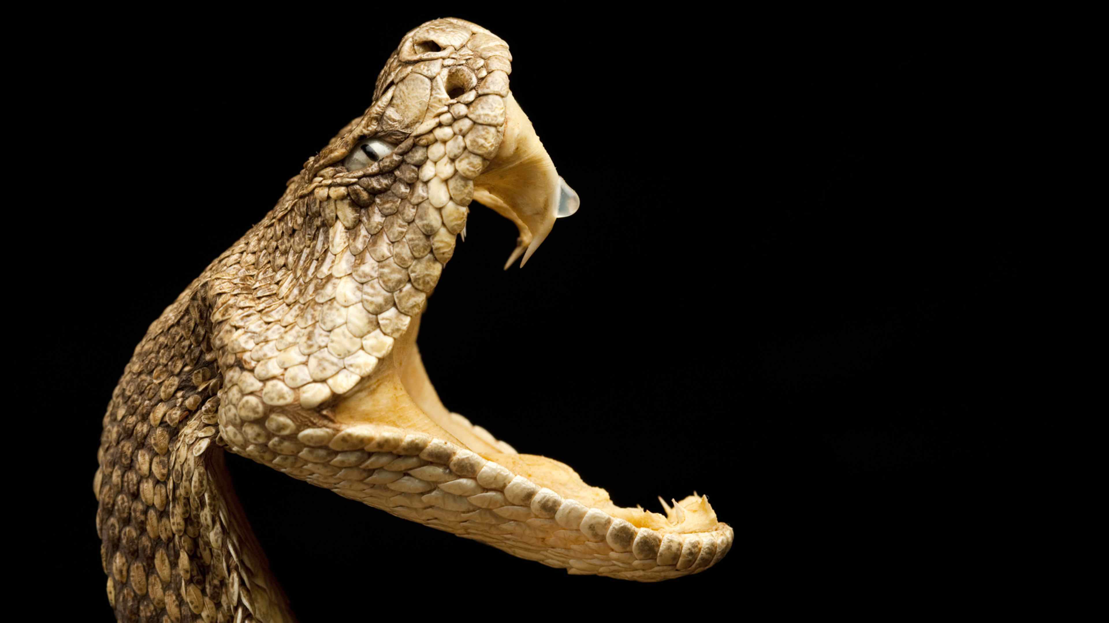 A close-up view of a snake's head, with its mouth open and revealing its sharp fangs against a dark background.