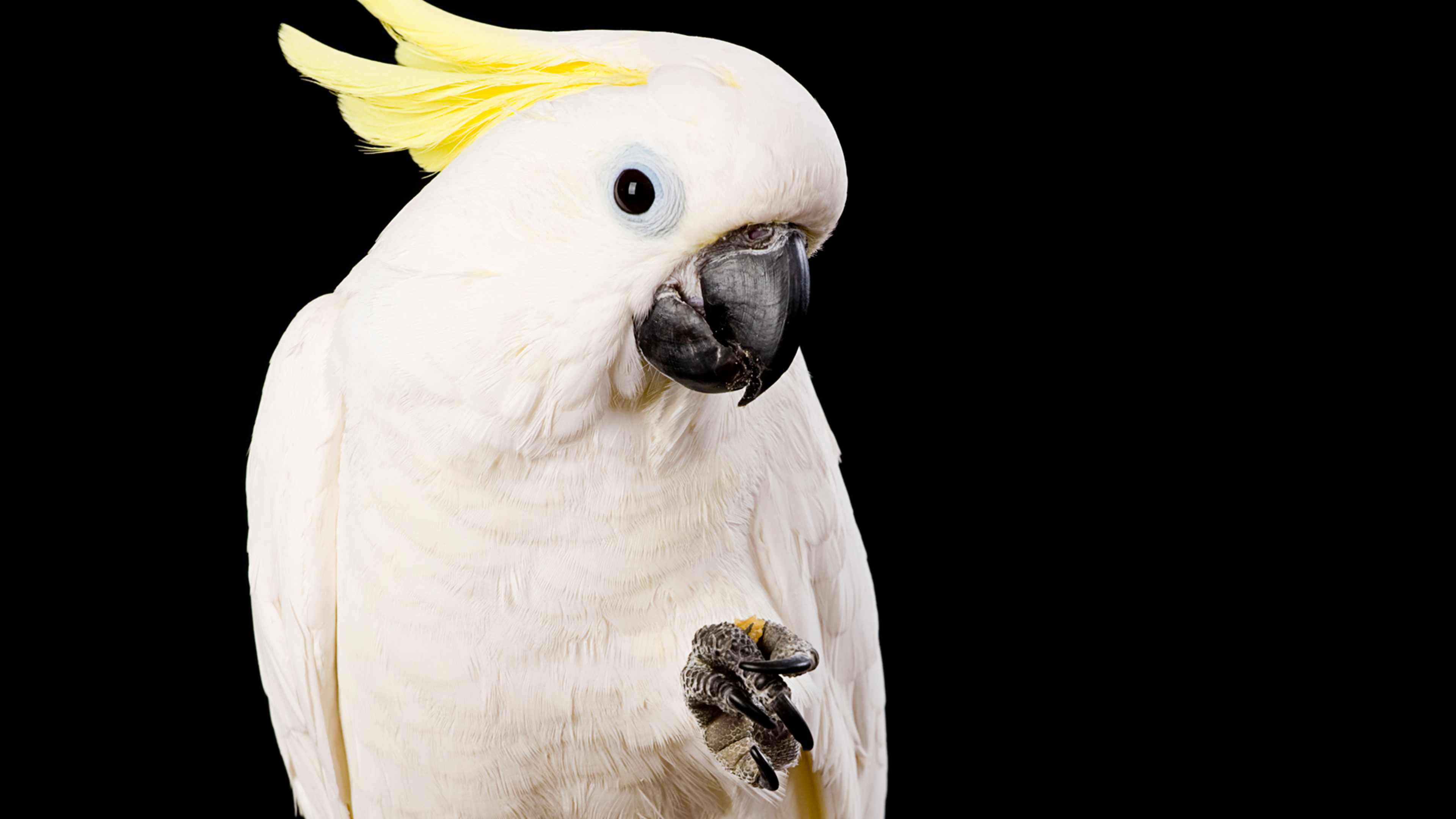 Sulfur Crested Cockatoo Close-Up
