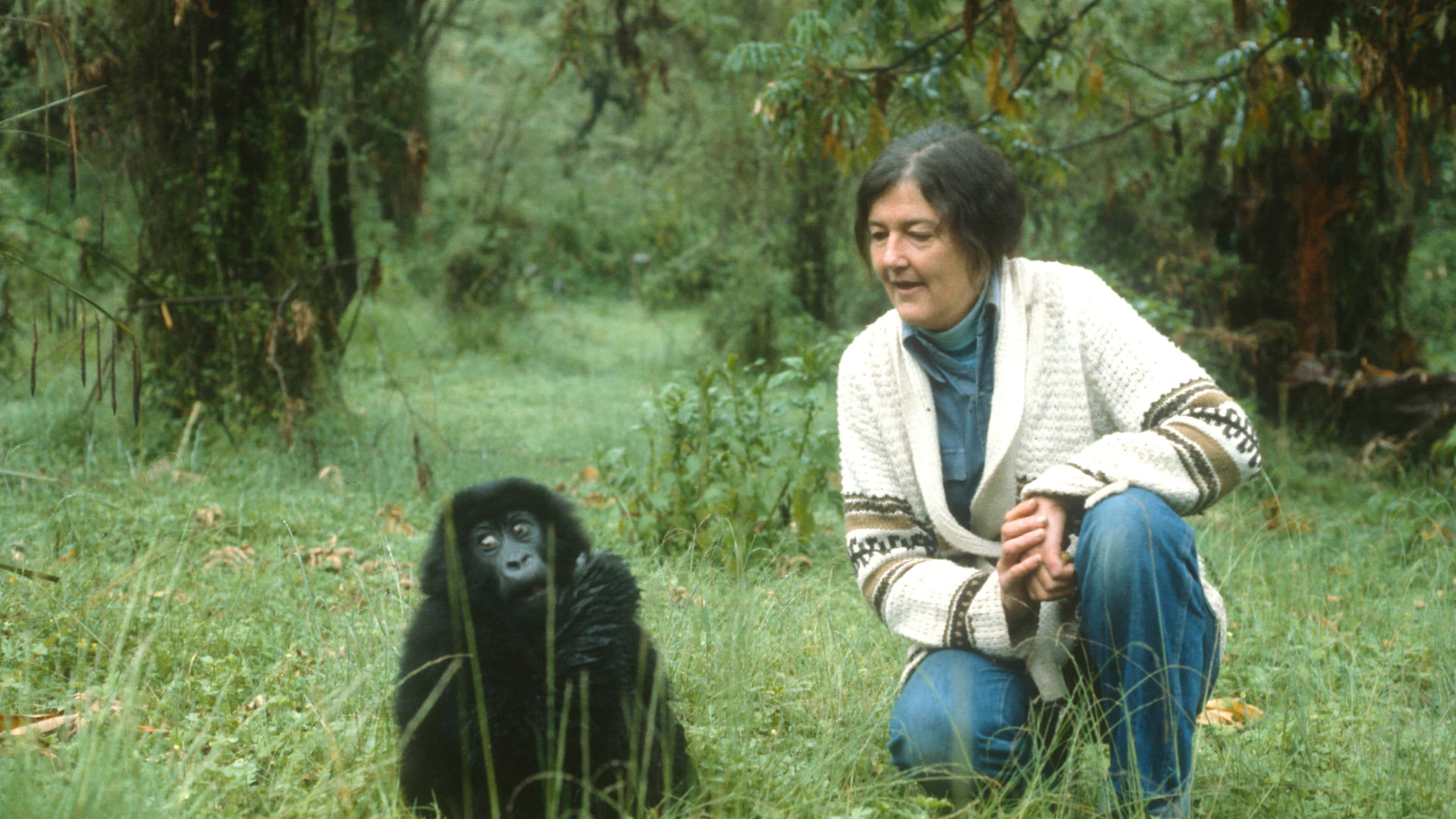 RWANDA   DIAN FOSSEY WITH BABY GORILLA