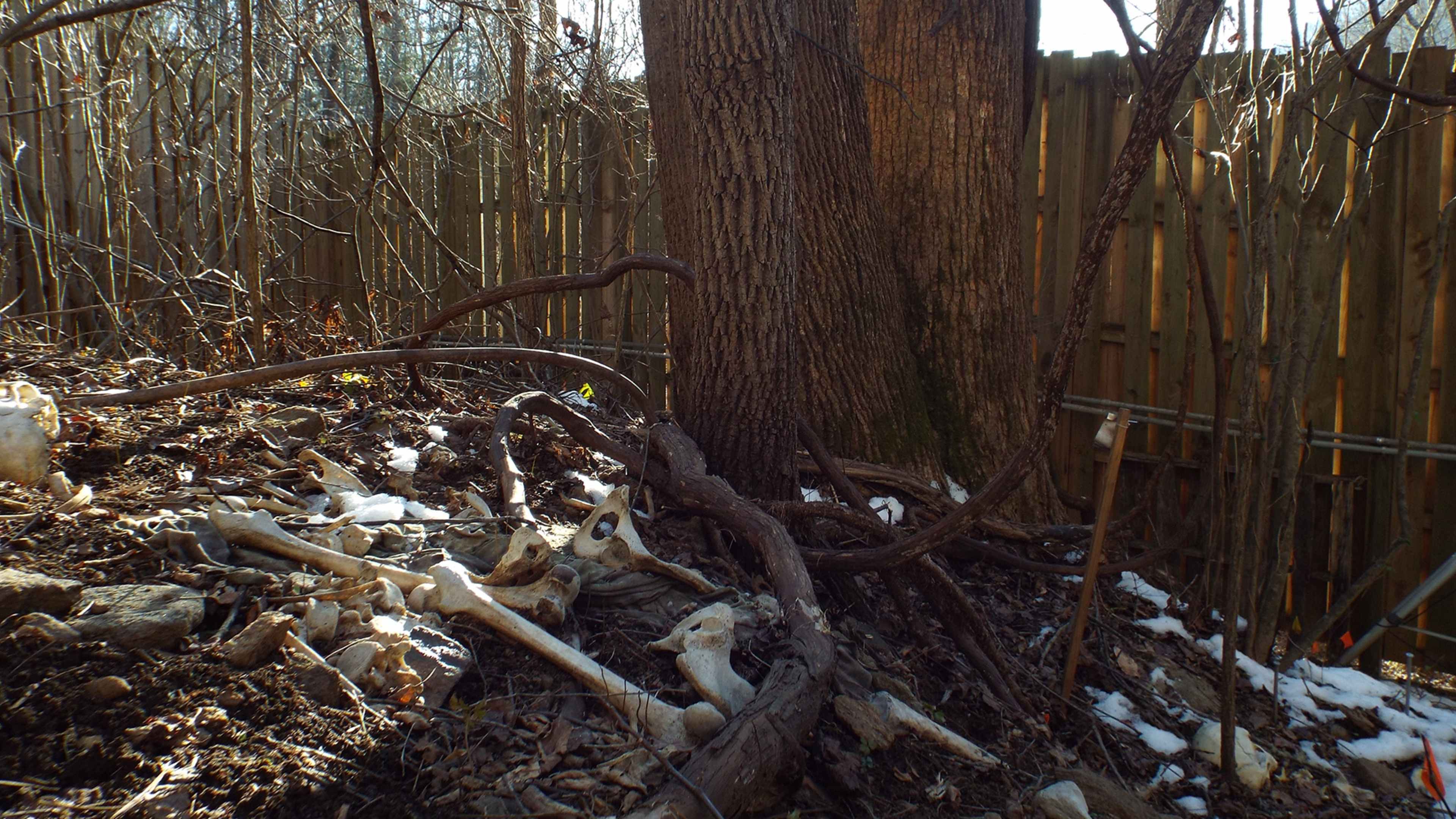 A weathered wooden fence surrounds a forest floor covered in fallen leaves, branches, and a dusting of snow, creating a natural and rustic scene.