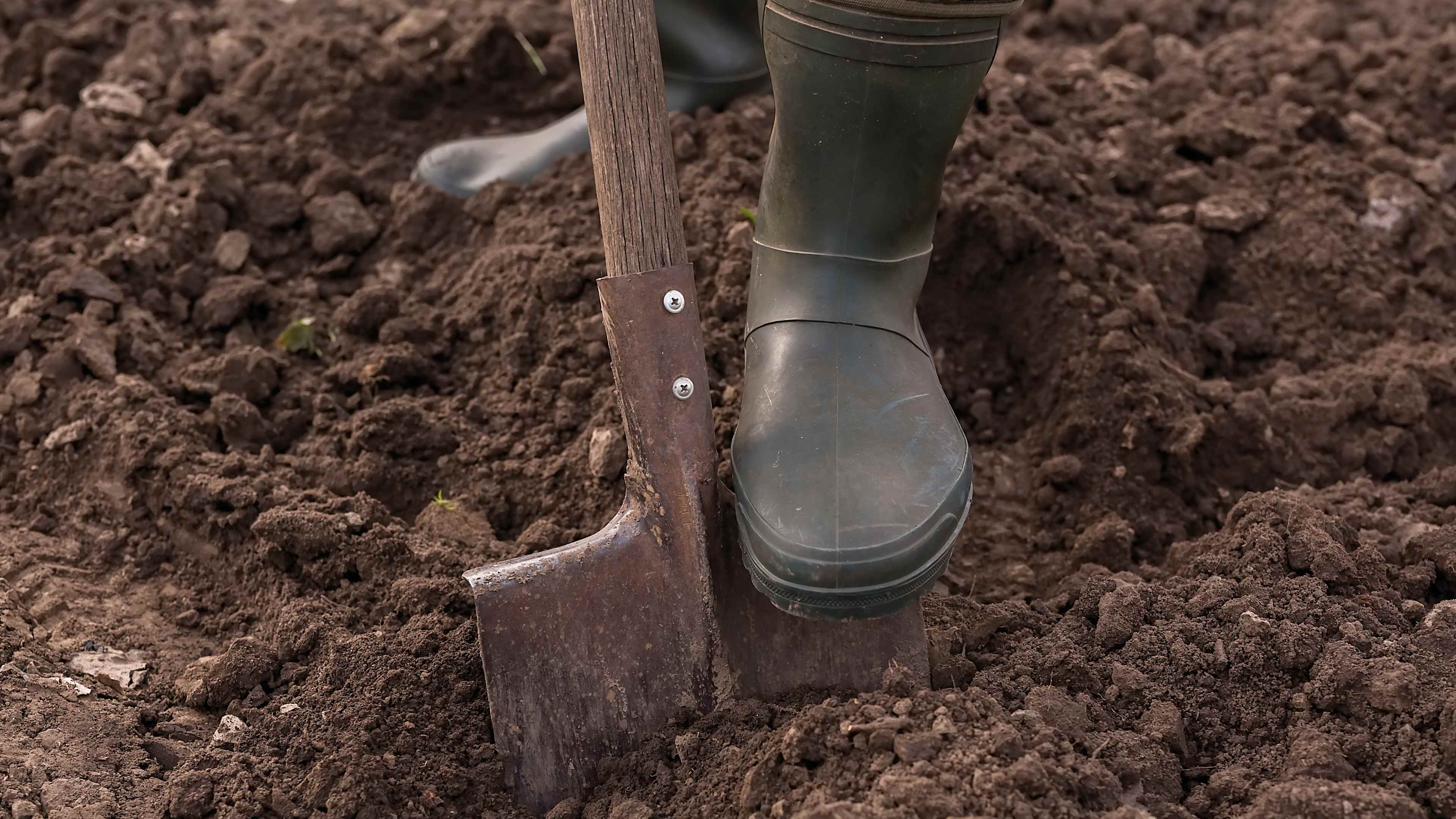 Male feet wearing rubber boots digging the ground in the garden bed with an old shovel or spade in the summer garden close up. Concept of a garden work. Gardening equipment and a tool. Front view