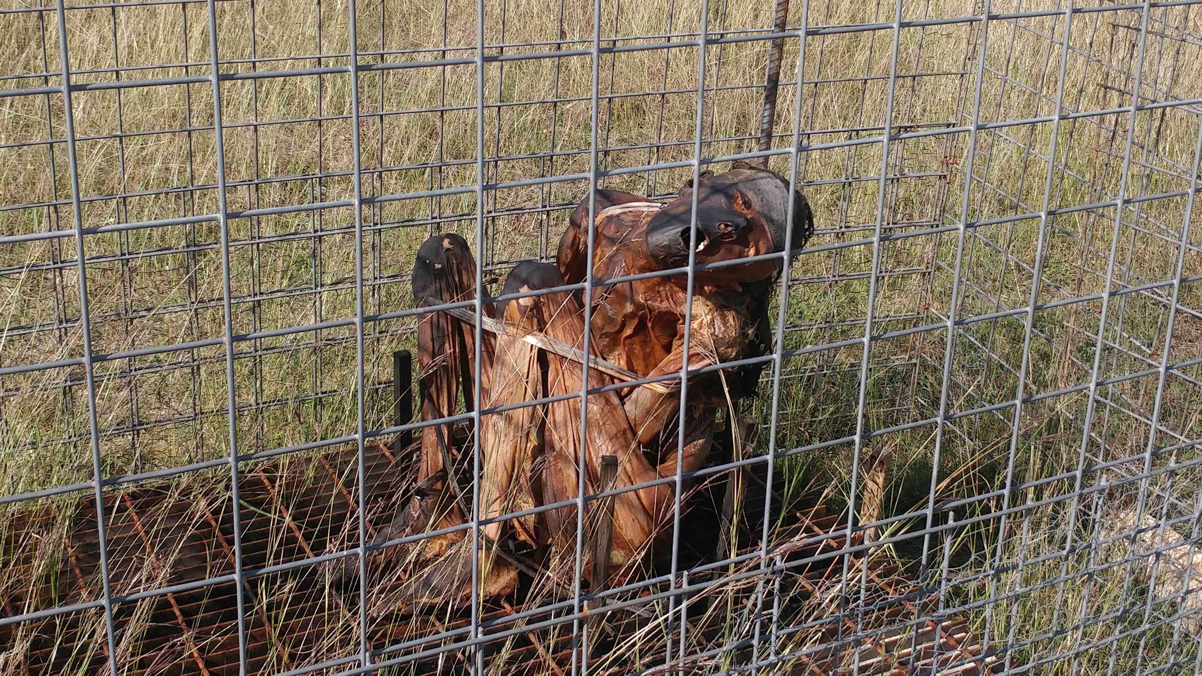 The image shows a wire fence with a large brown animal, likely a horse, standing behind it in a grassy field.