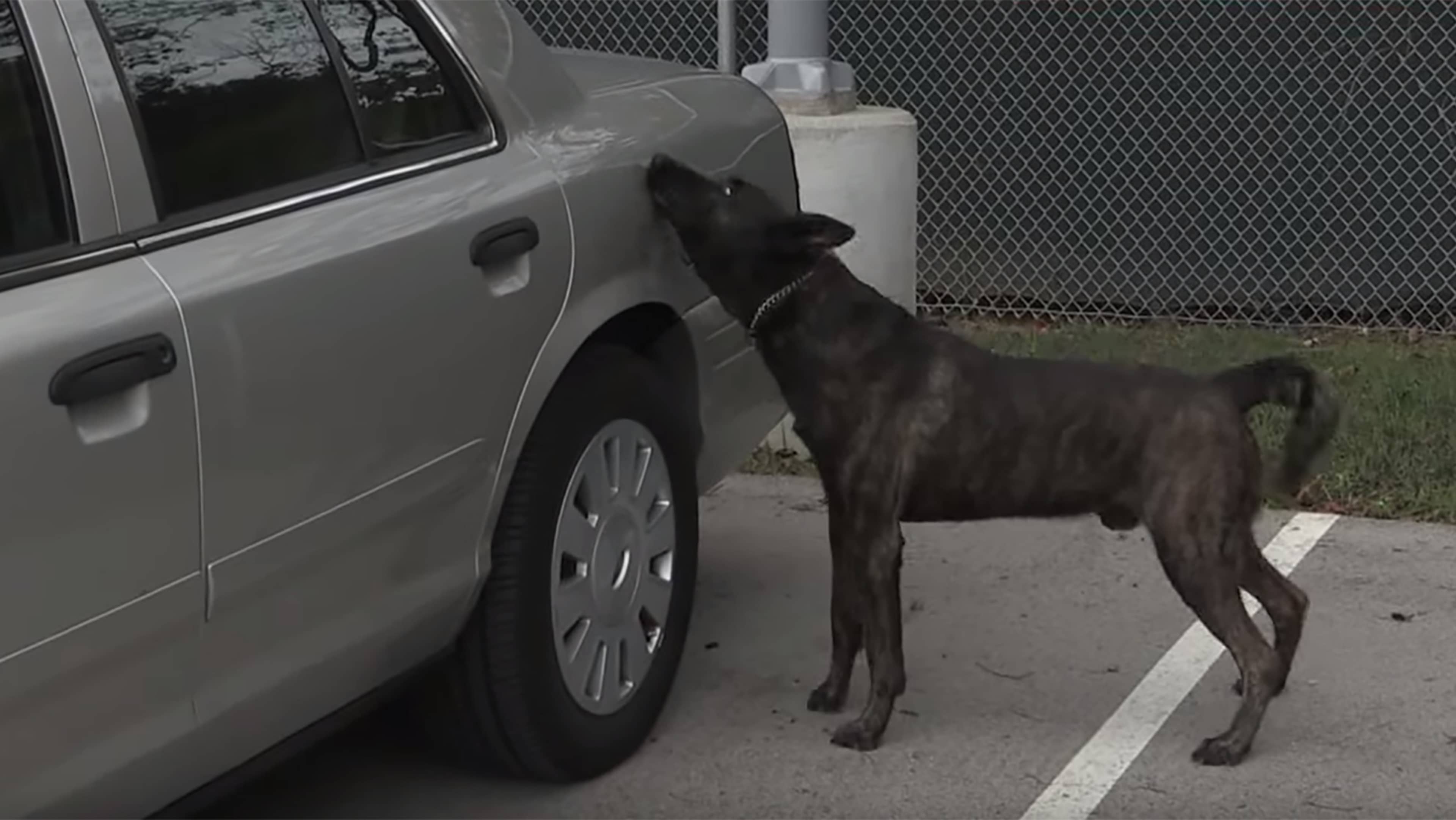A dark-colored dog stands next to a parked vehicle, with a fenced area visible in the background.